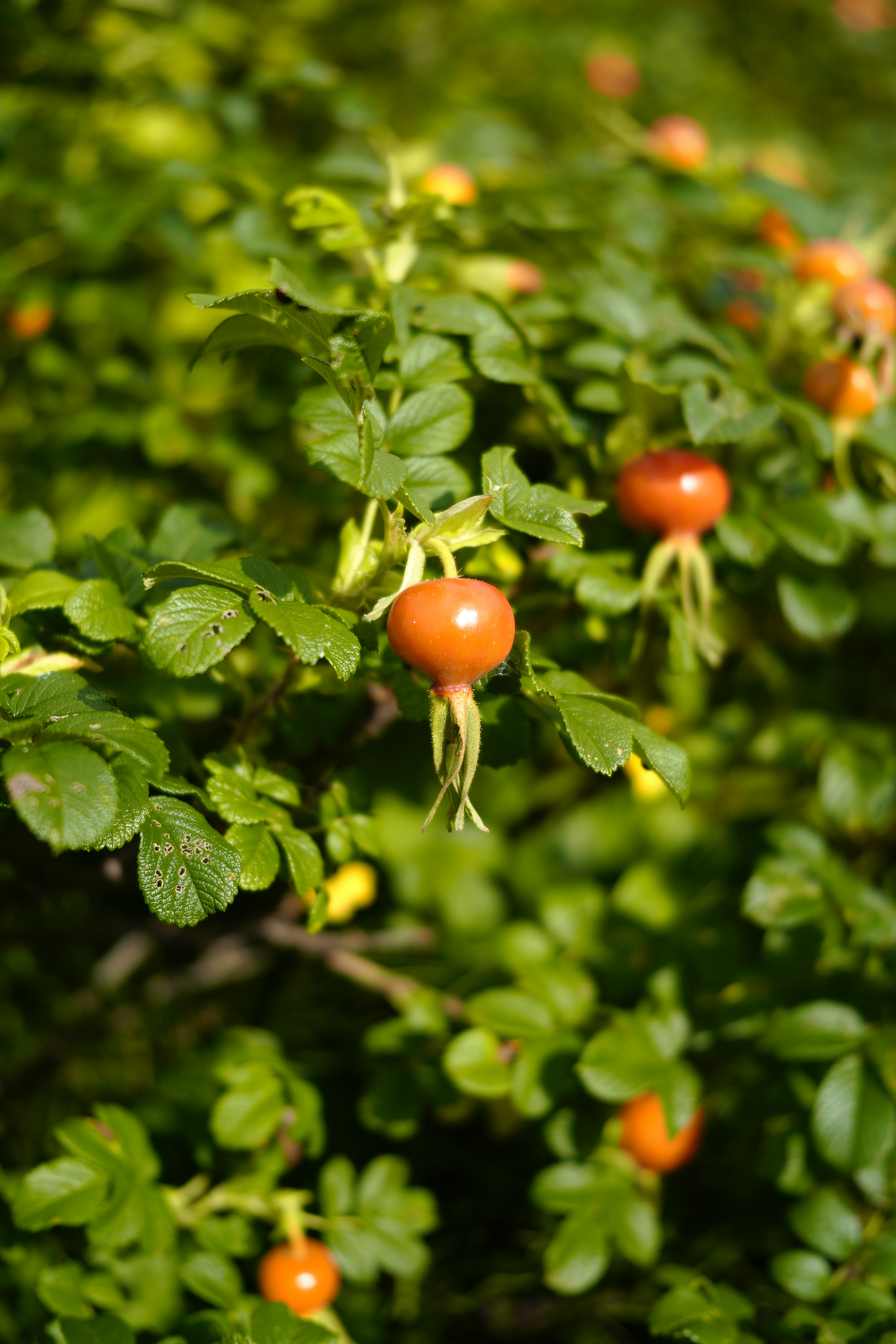 Pianta con frutti arancioni circondati da foglie verdi