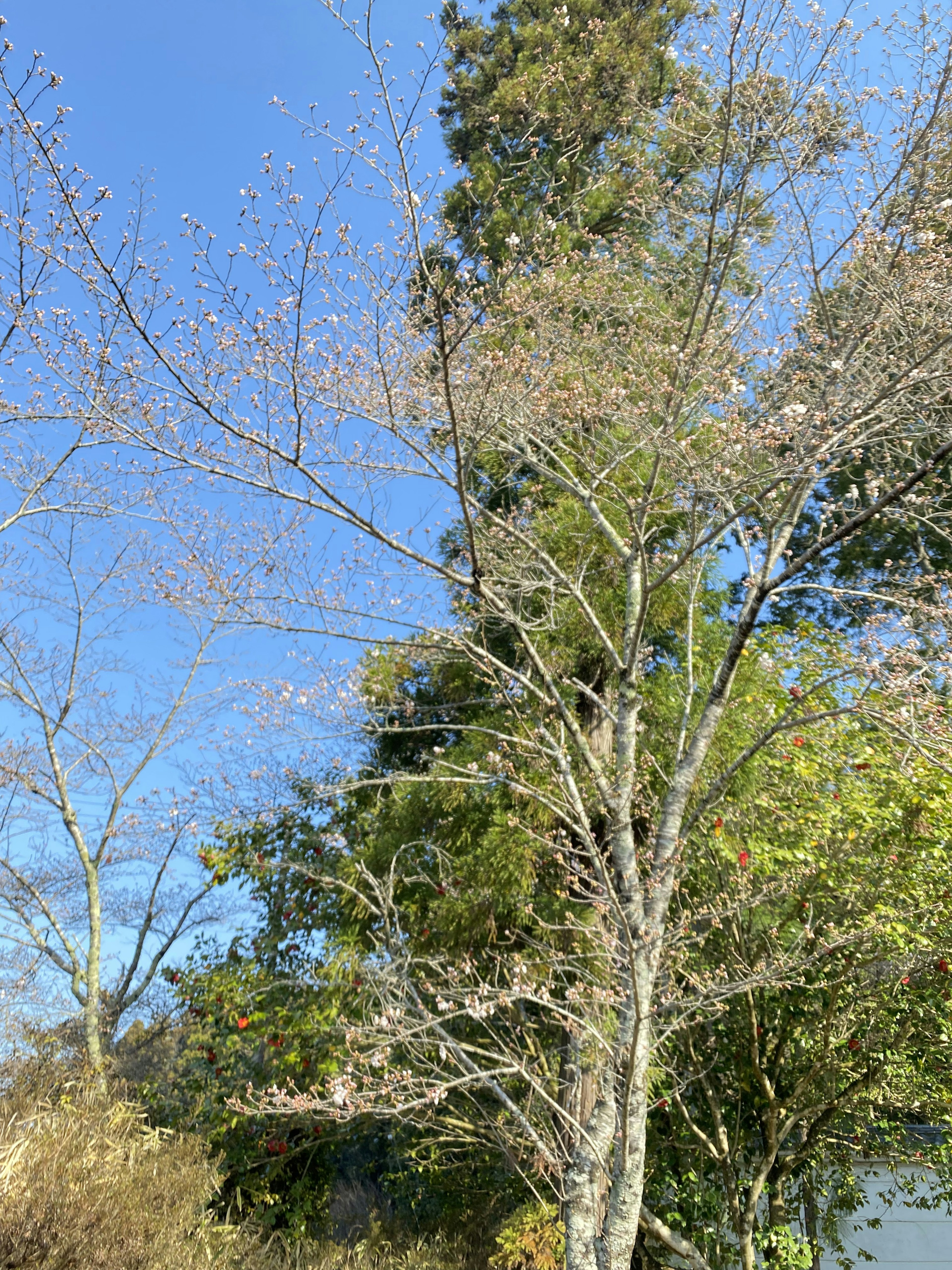 青空の下にある葉のない木と緑の木々