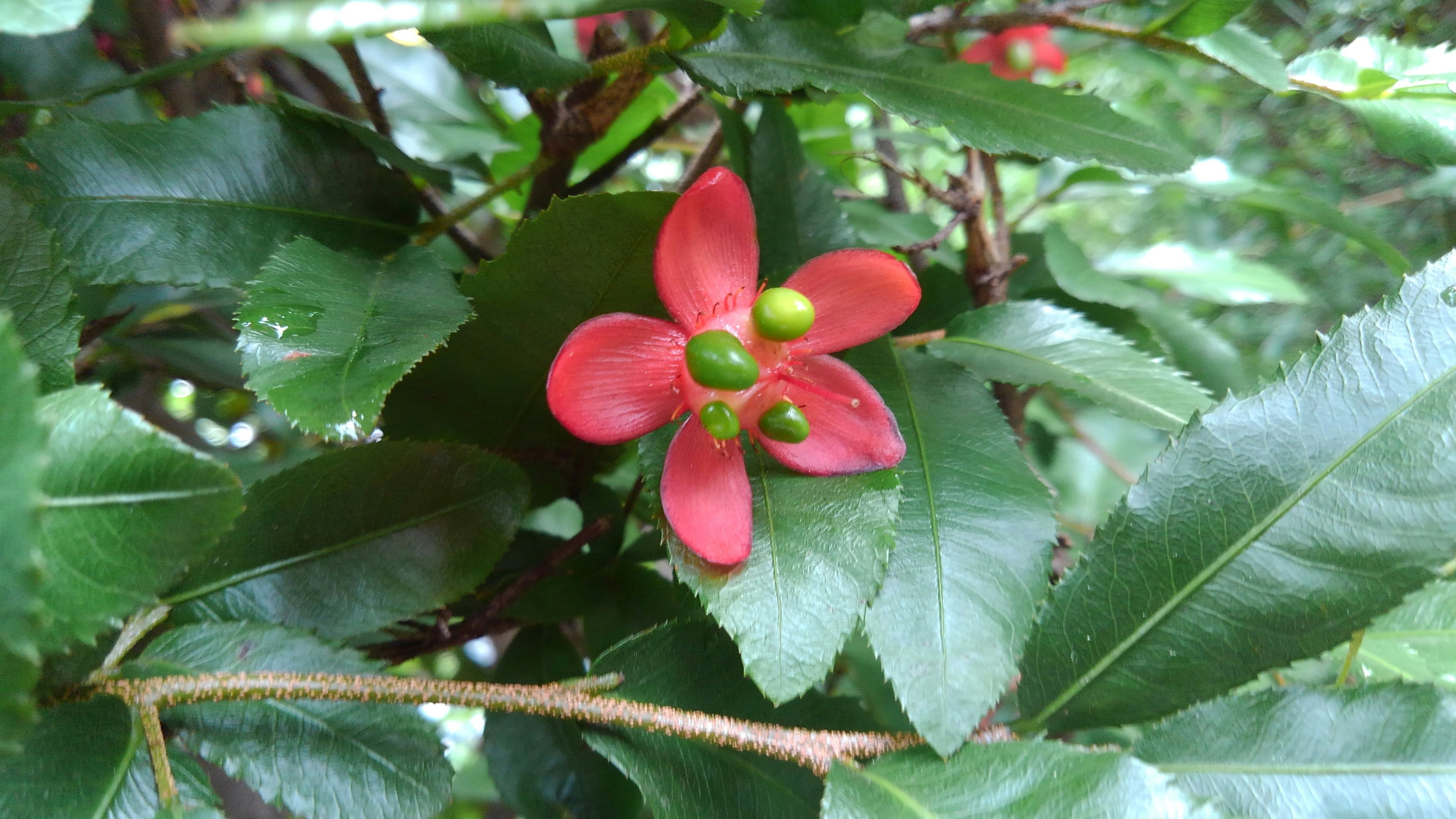 Une fleur rouge vive entourée de feuilles vertes