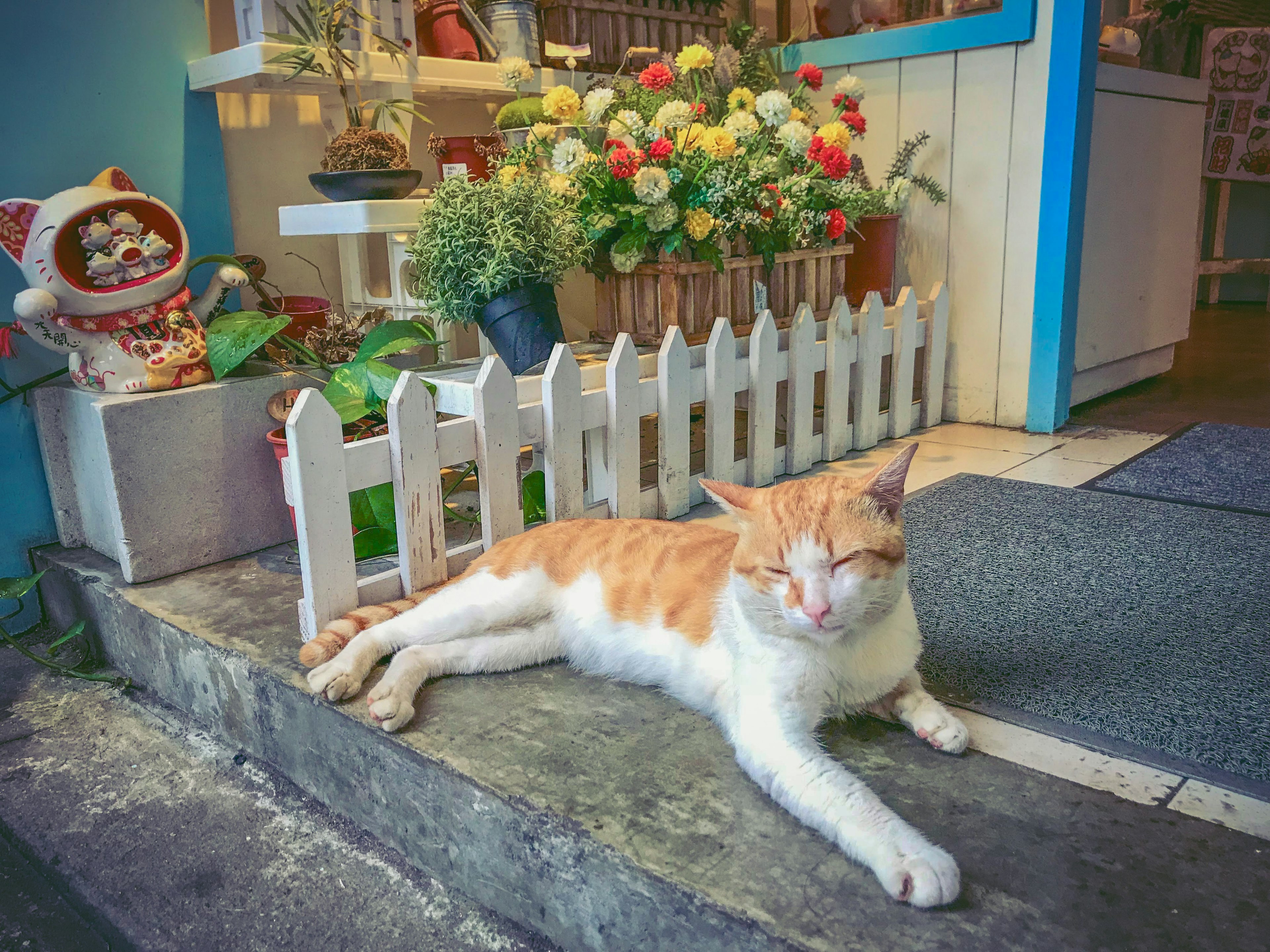 A white and orange cat lounging in front of a flower bed