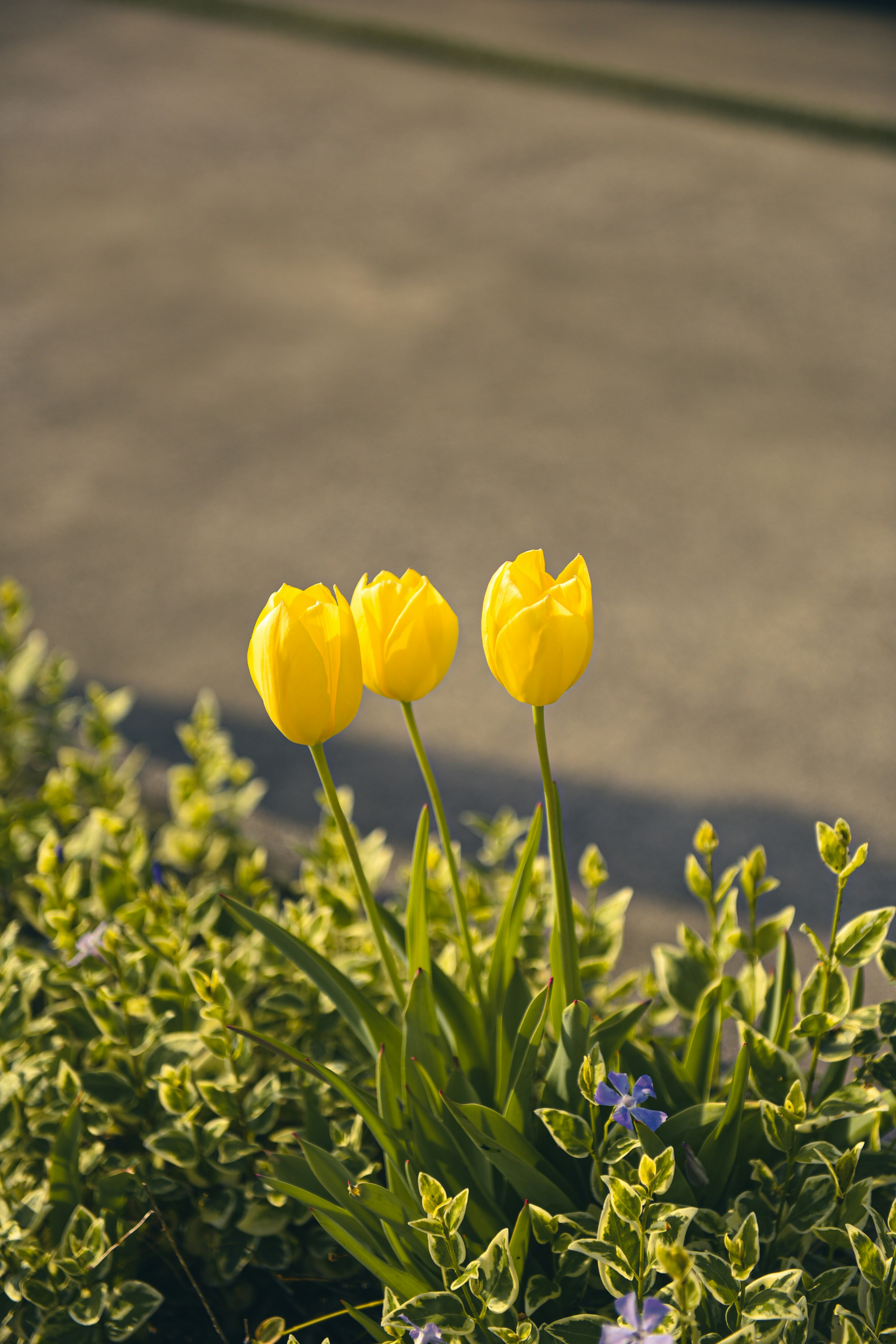 Three yellow tulips blooming among green leaves