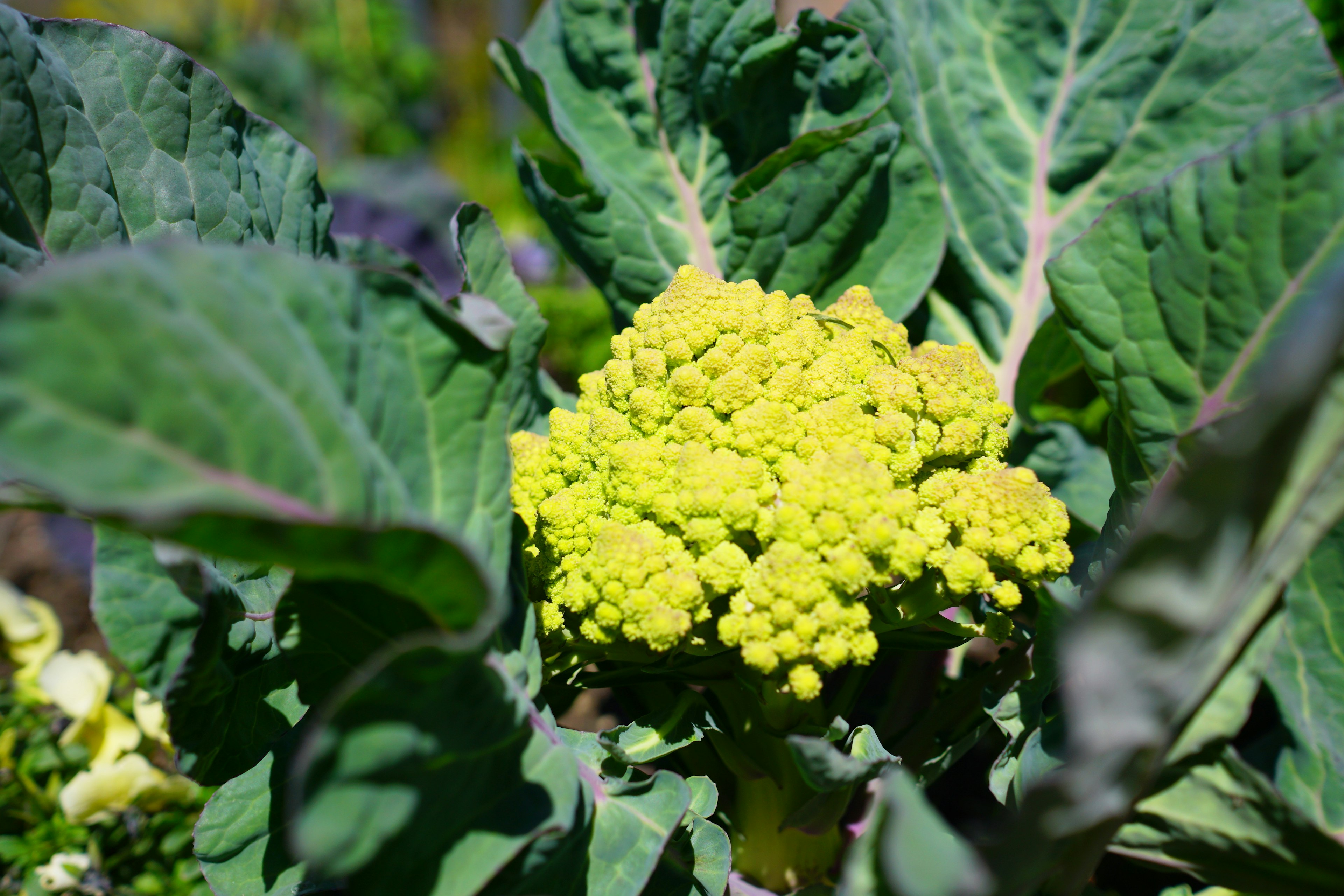 Yellow cauliflower head surrounded by green leaves