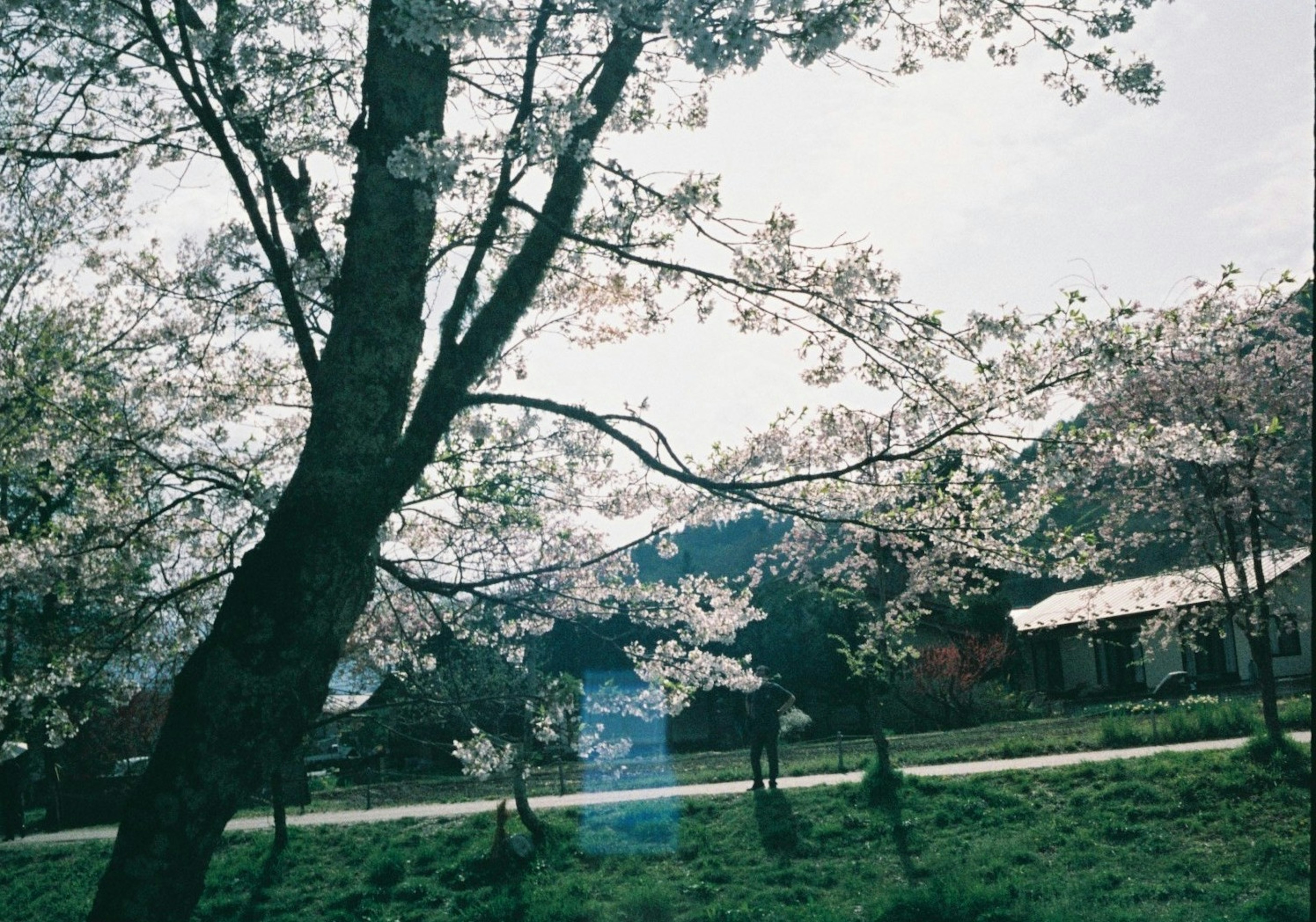 桜の木が咲いている風景 背景には山と小さな建物が見える