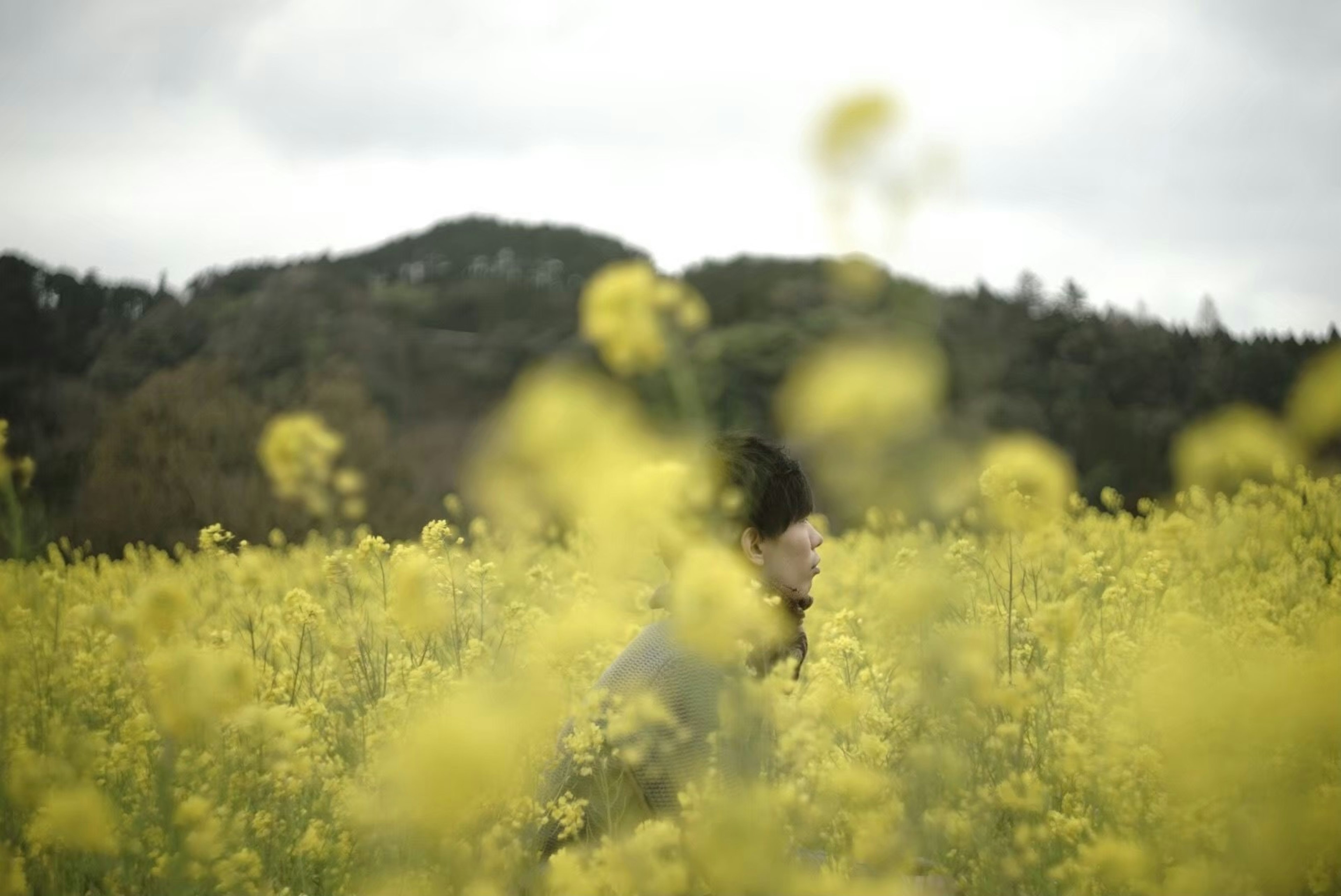 女性剪影在黃色花叢中，背景是山