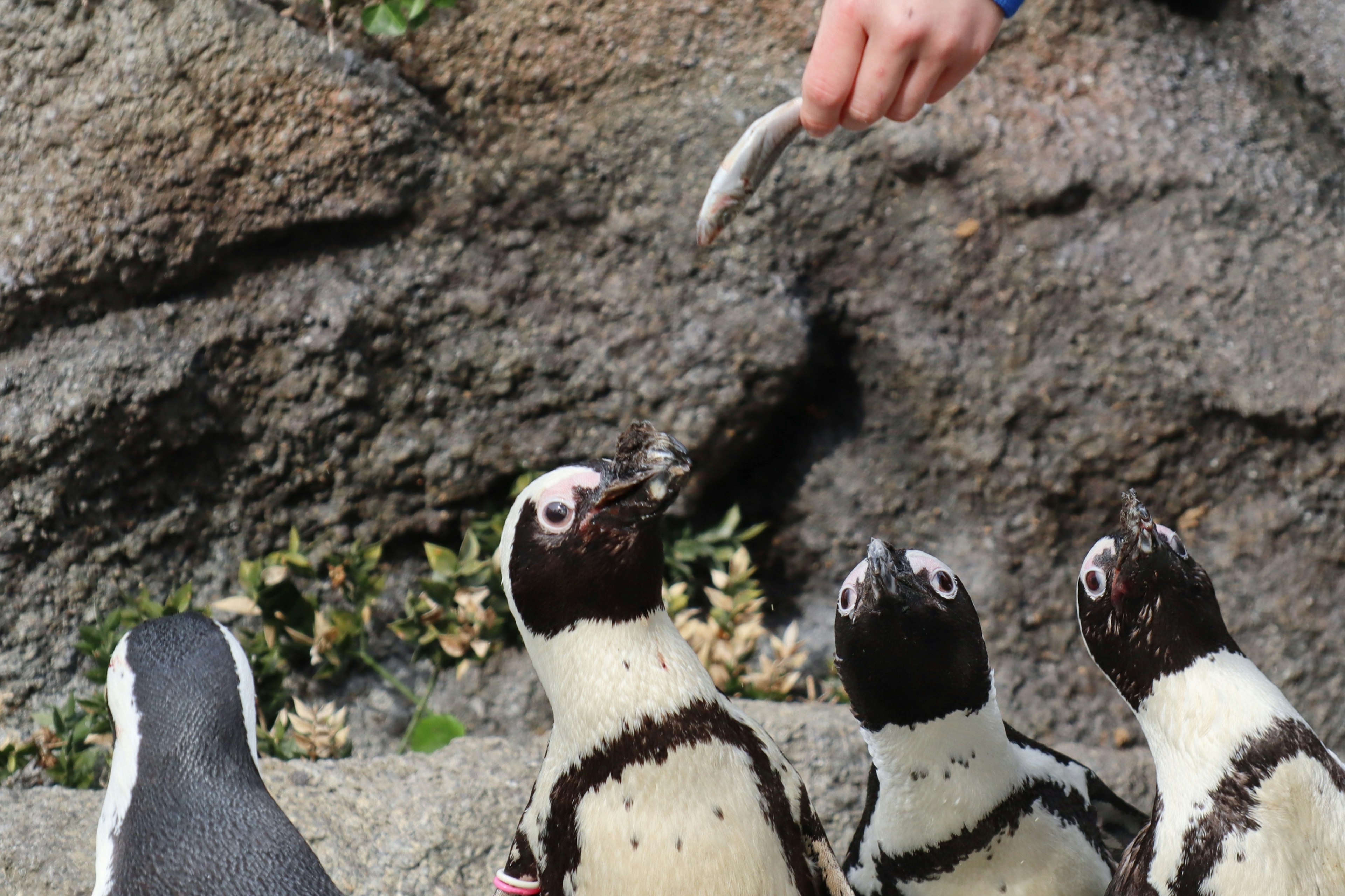 Pingüinos mirando hacia una mano que sostiene un pez