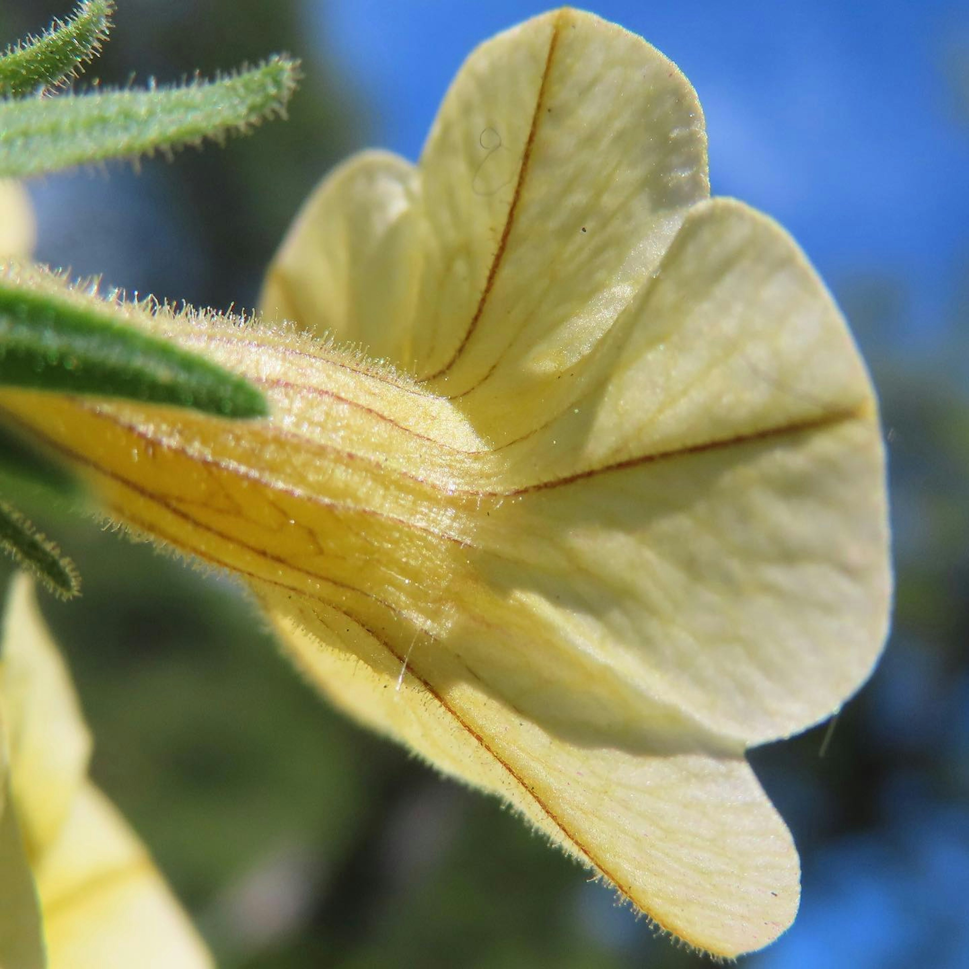 Close-up of a yellow flower showing intricate lines and leaf details