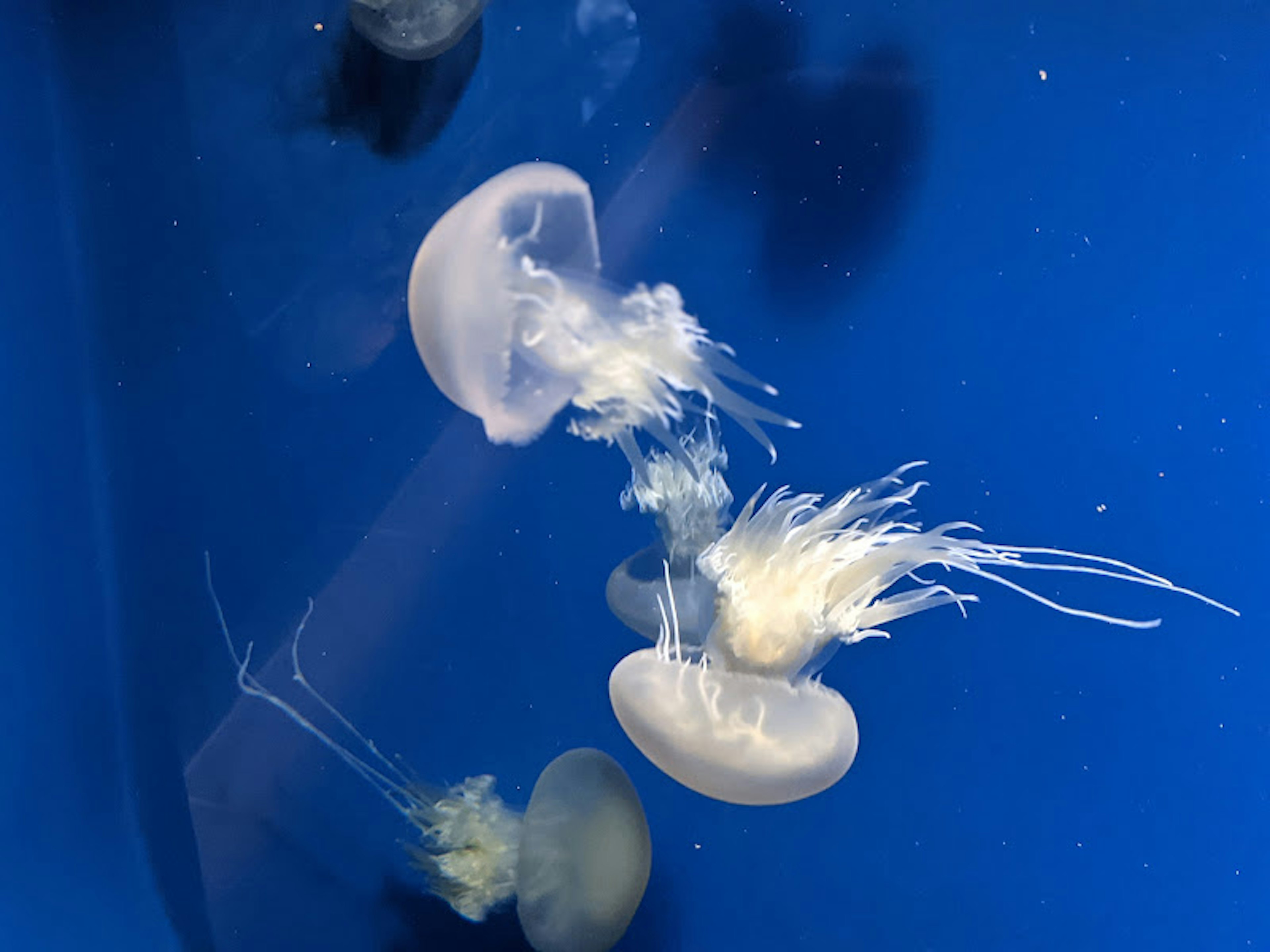 Group of jellyfish floating in a blue tank