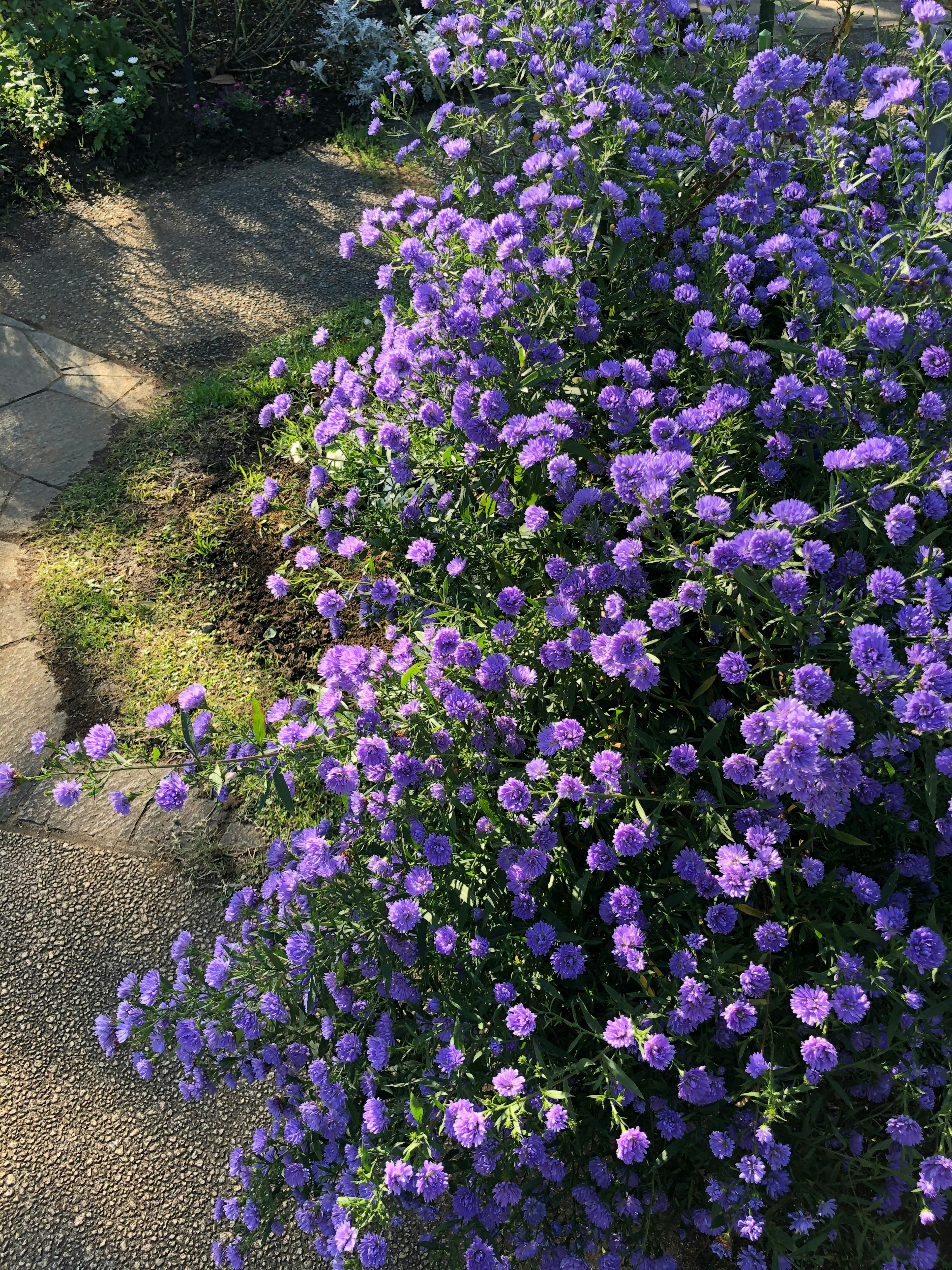 紫色の花が咲き誇る植物のクローズアップ