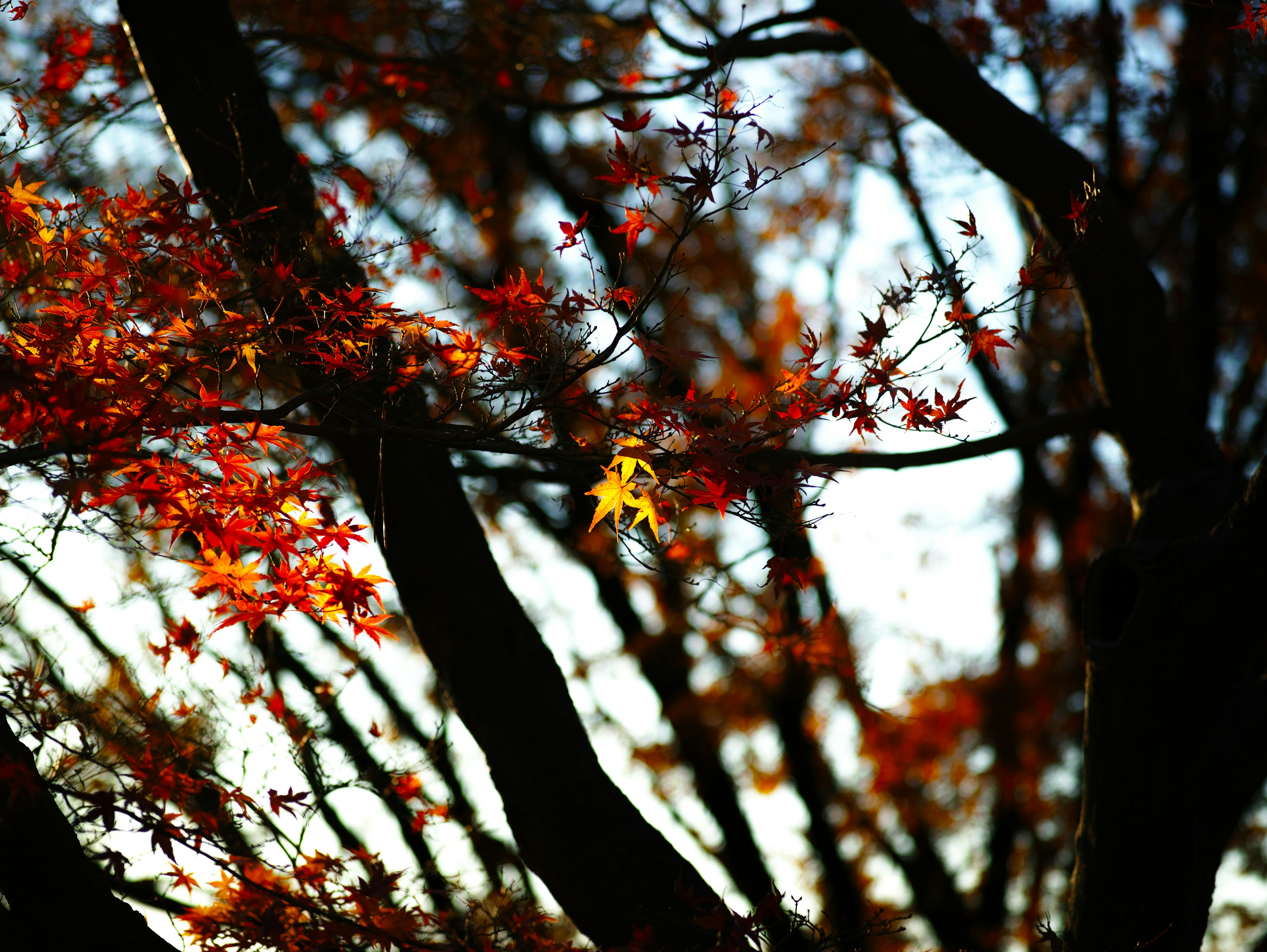 秋の紅葉が美しい木の枝と葉