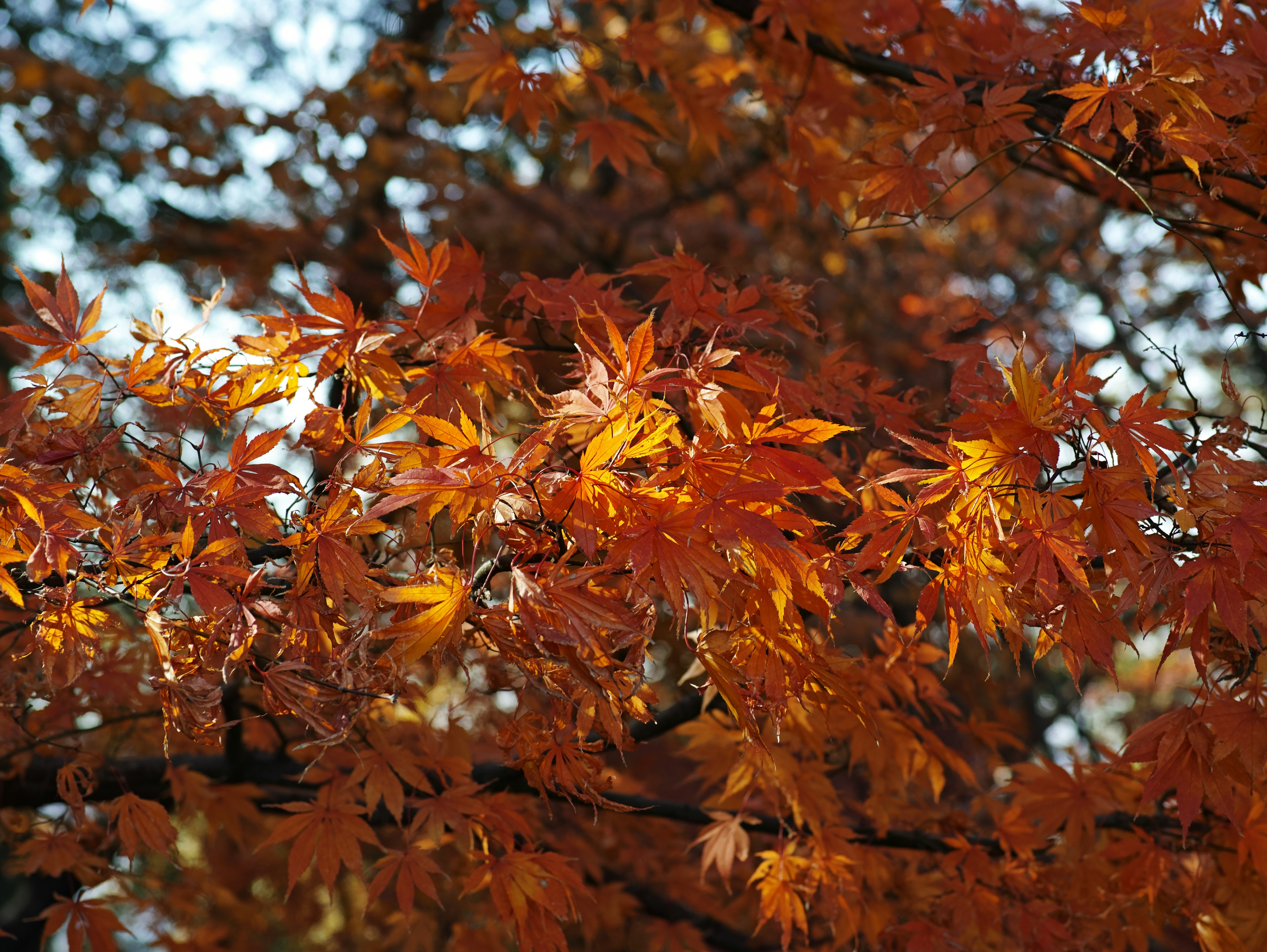 Feuilles d'automne orange vif sur des branches d'arbre