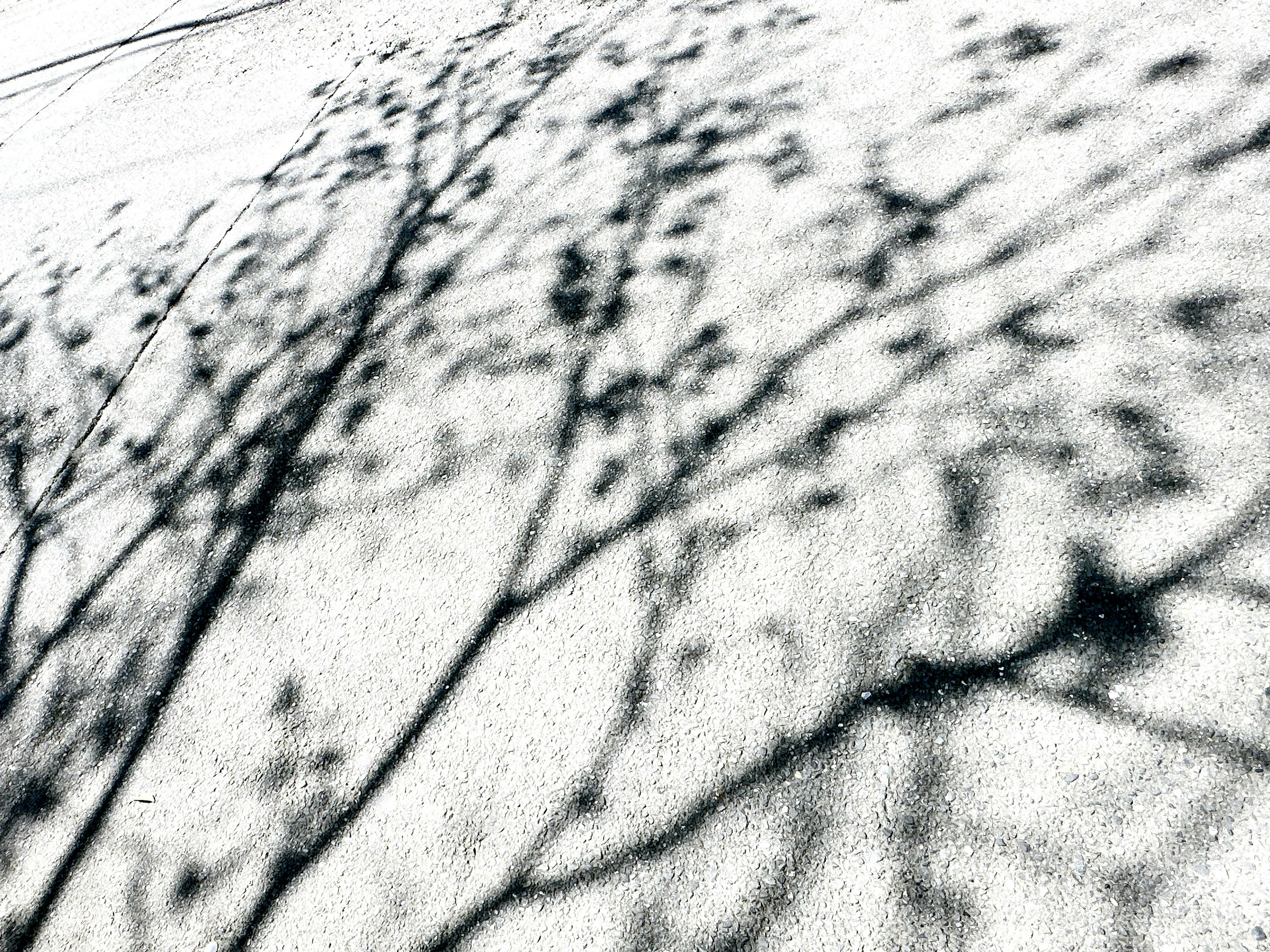 Un bel contrasto in bianco e nero delle ombre degli alberi proiettate sulla neve