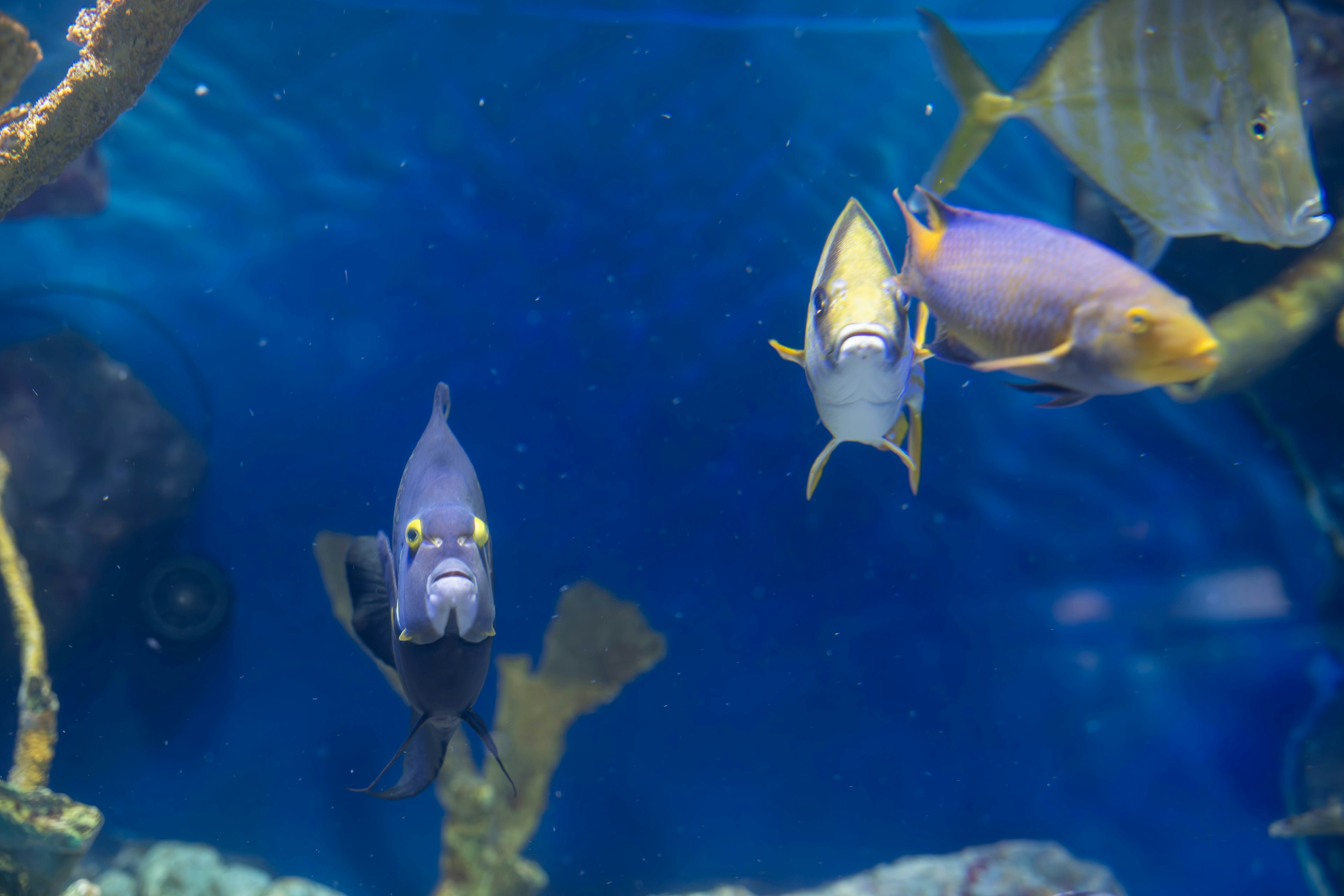 Peces nadando en un entorno acuático azul con corales y plantas