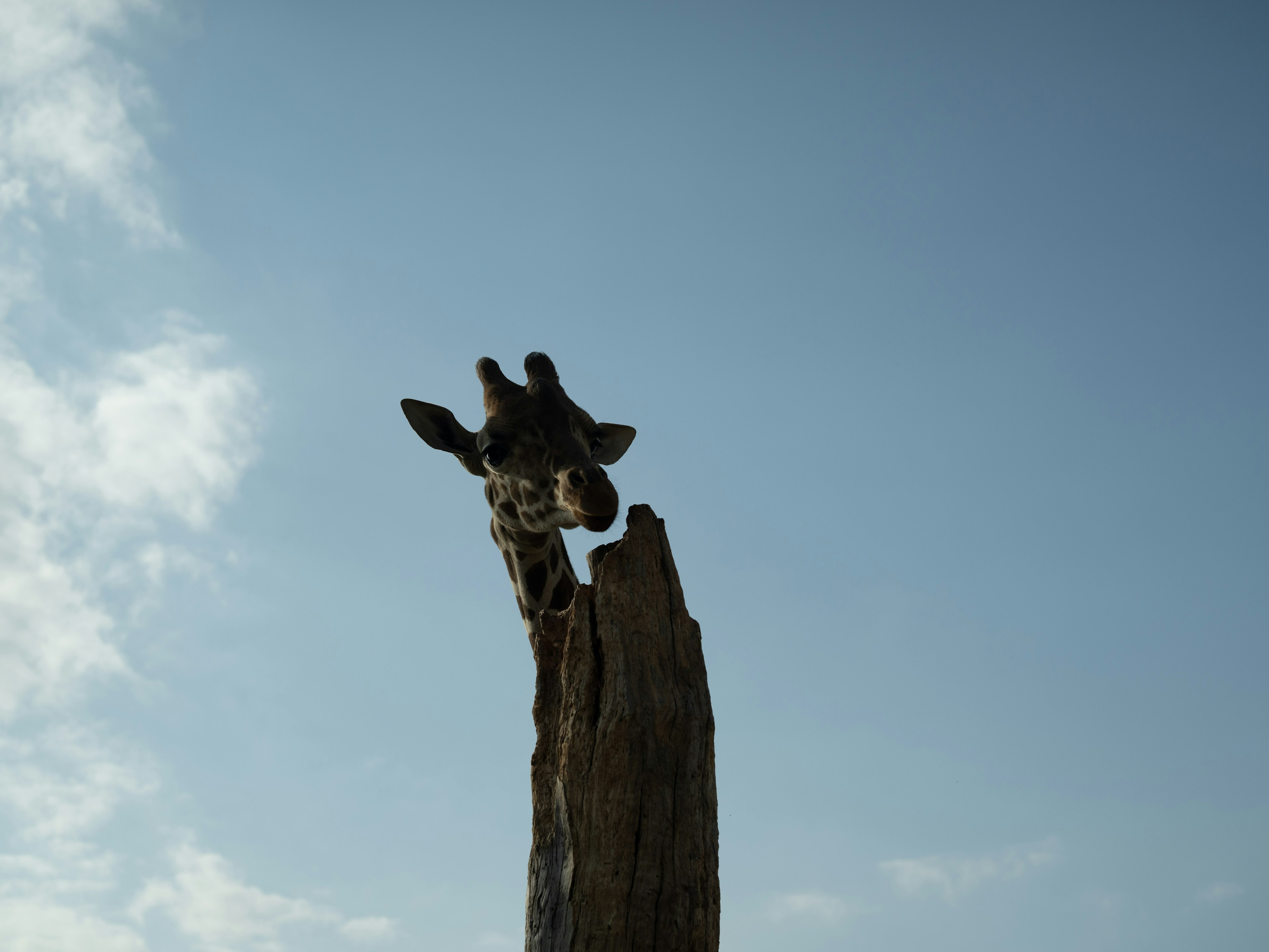 Photo of a giraffe's head against a blue sky