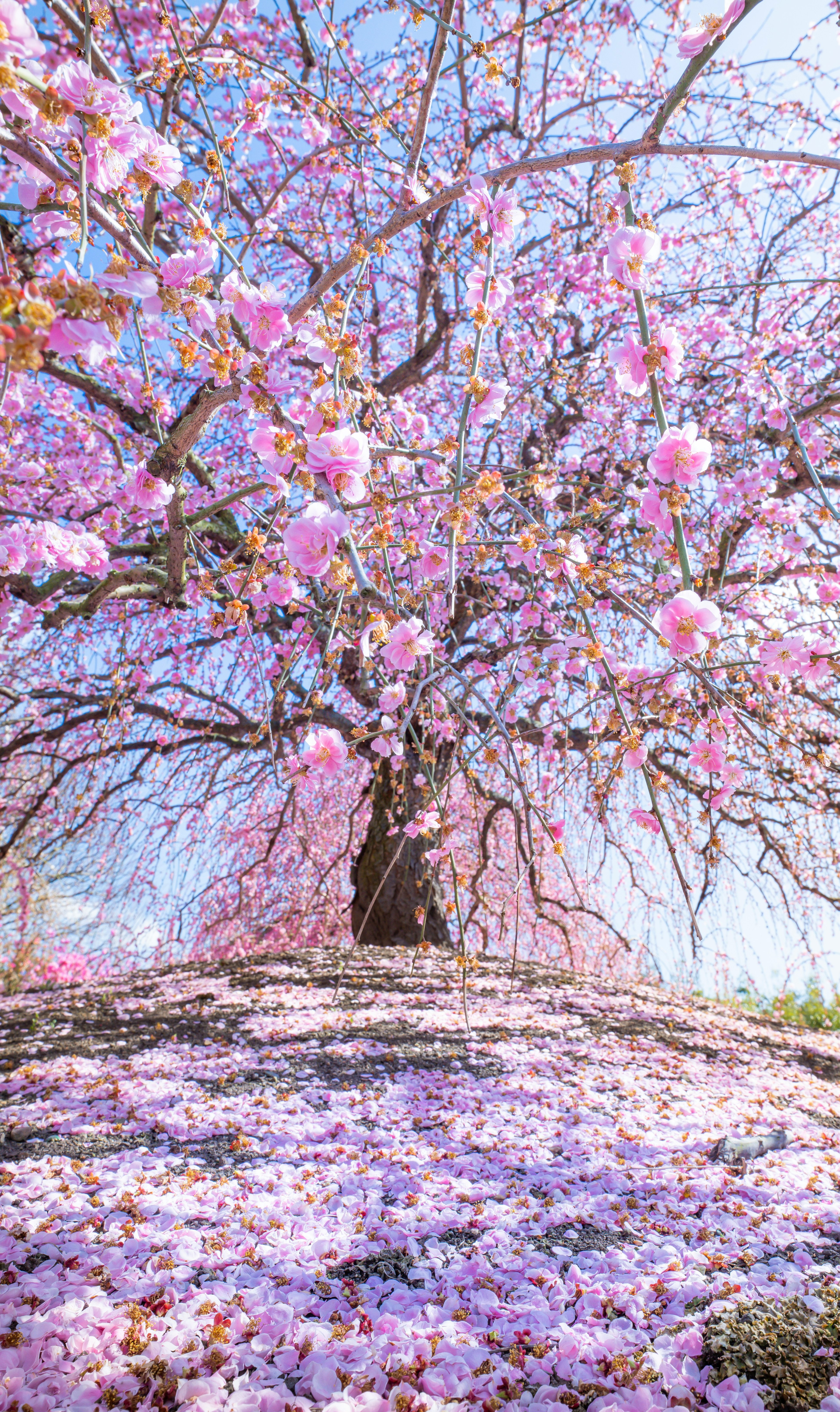 Ein schöner Kirschbaum in voller Blüte mit rosa Blütenblättern auf dem Boden verteilt