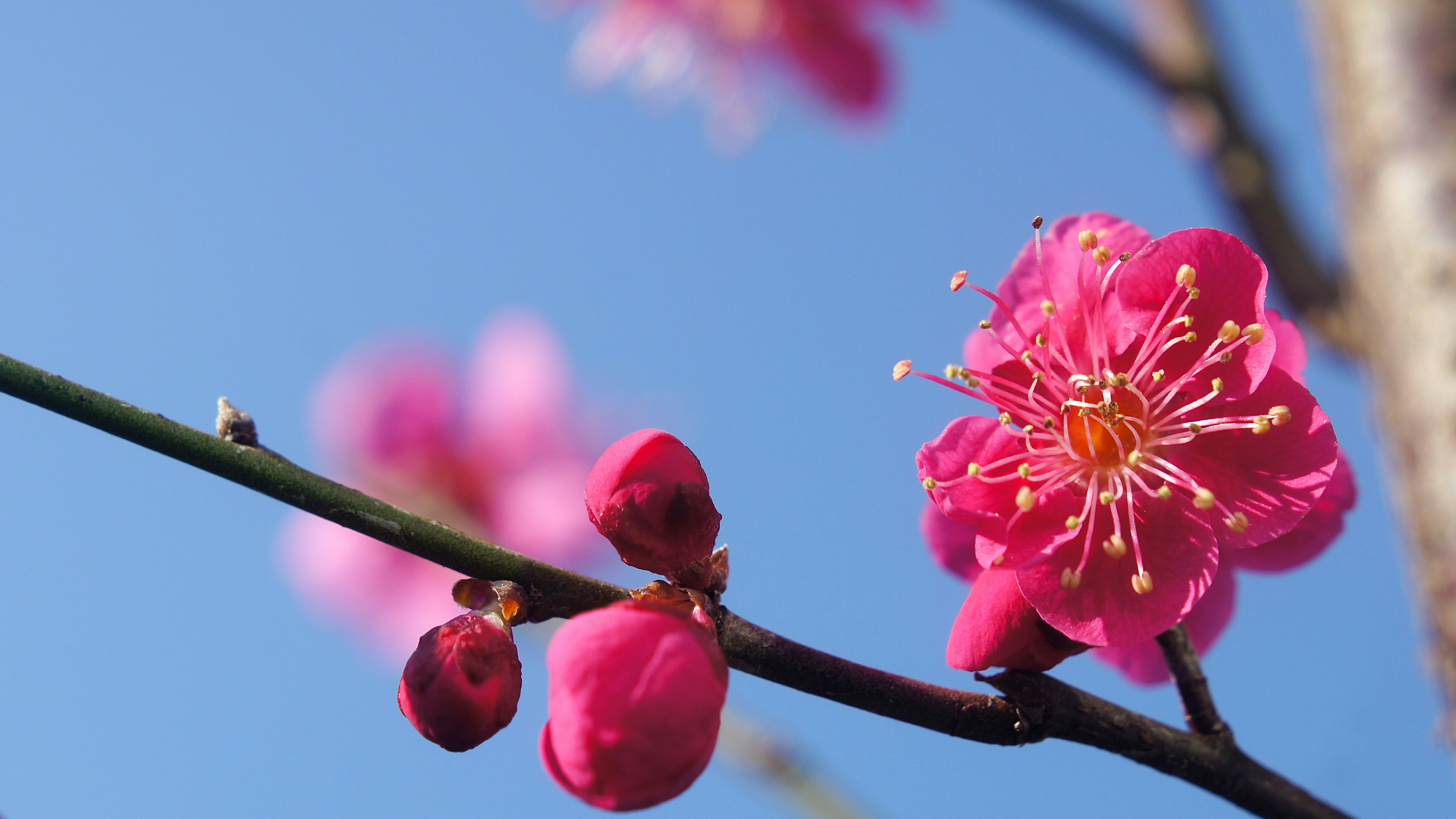 Flores de ciruelo rosa vibrante y capullos contra un cielo azul claro