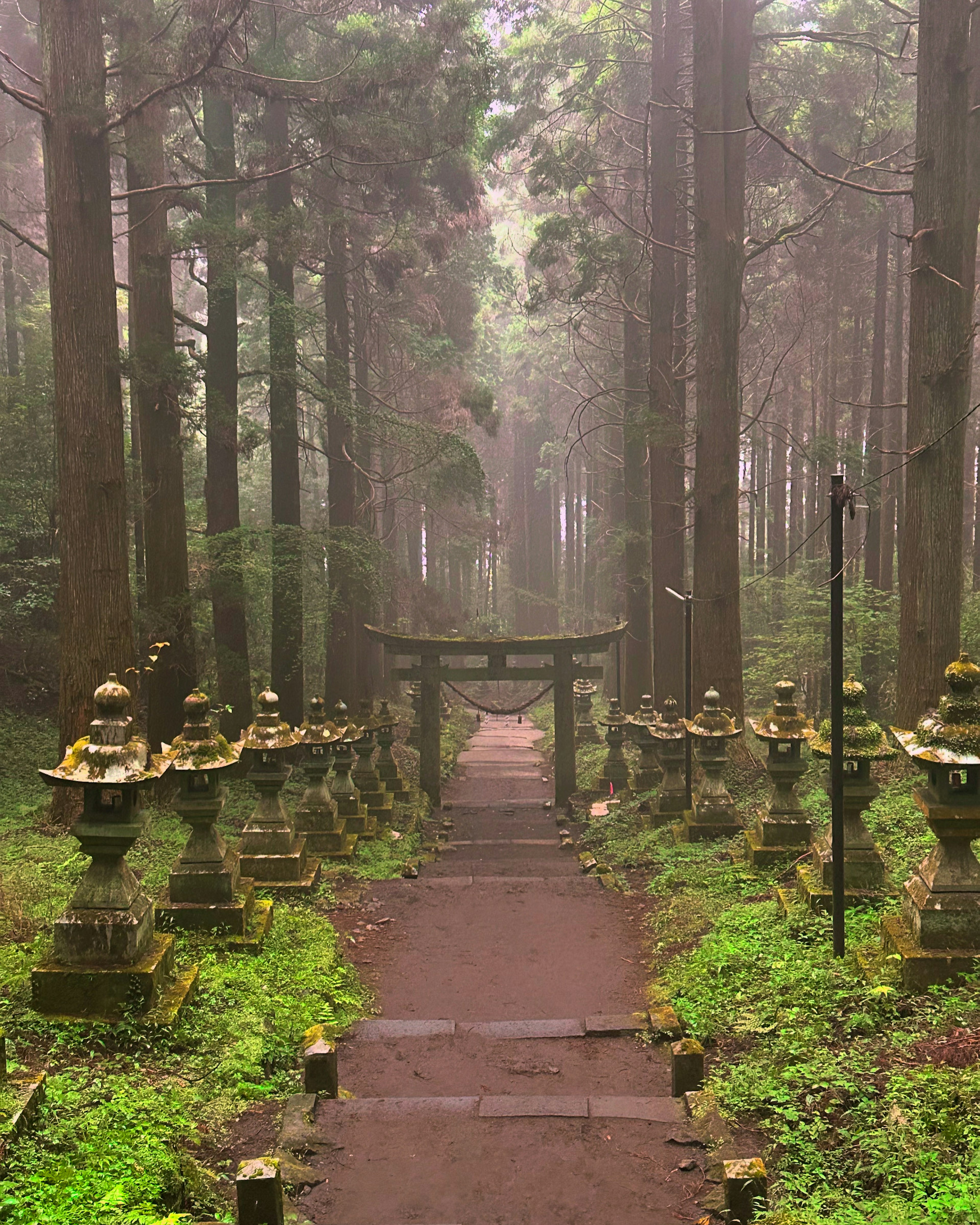 Pathway through a misty forest with a torii gate and stone lanterns