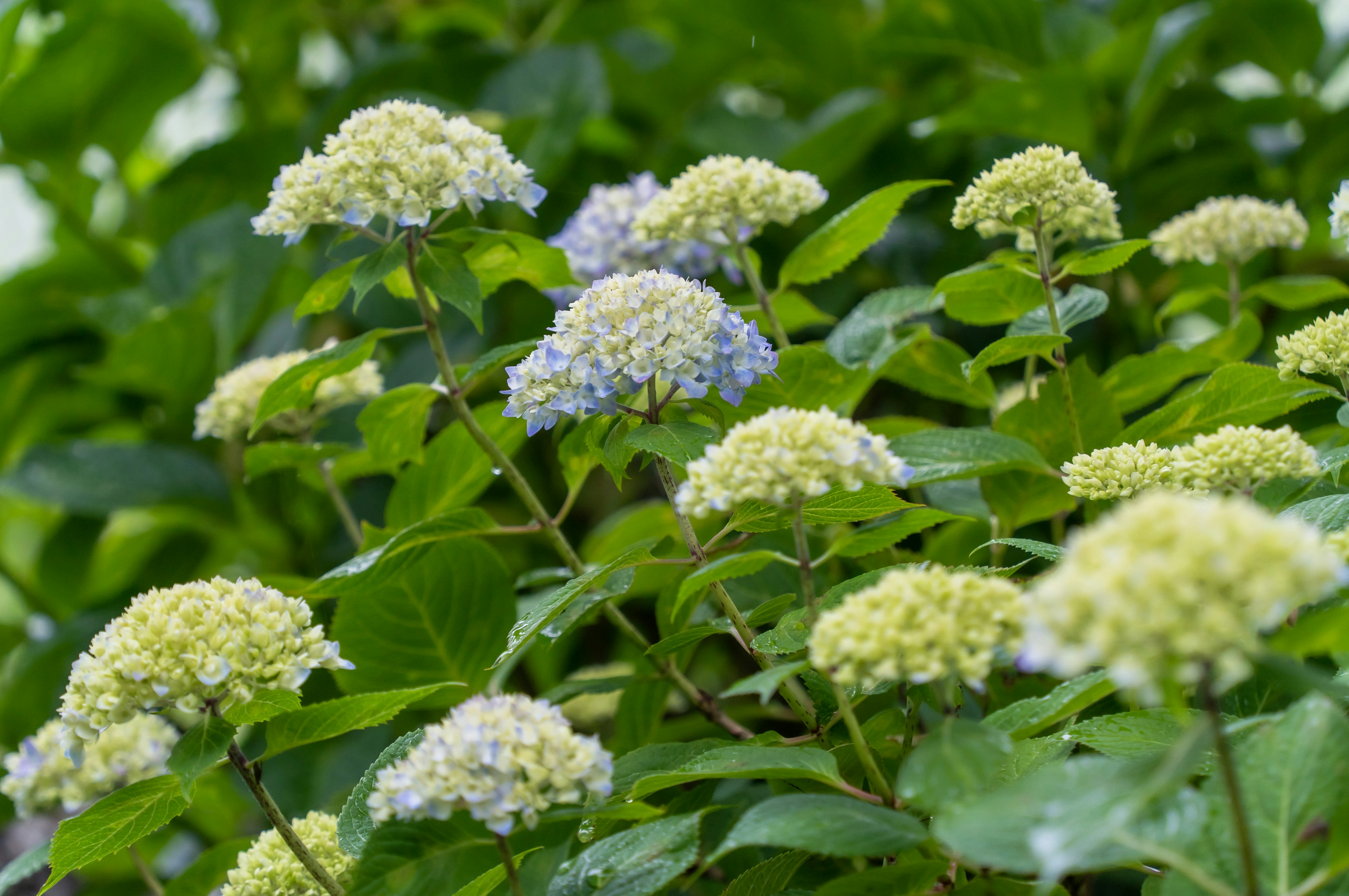 青紫色の花と黄緑色の花が咲くハイドランジアの茂み