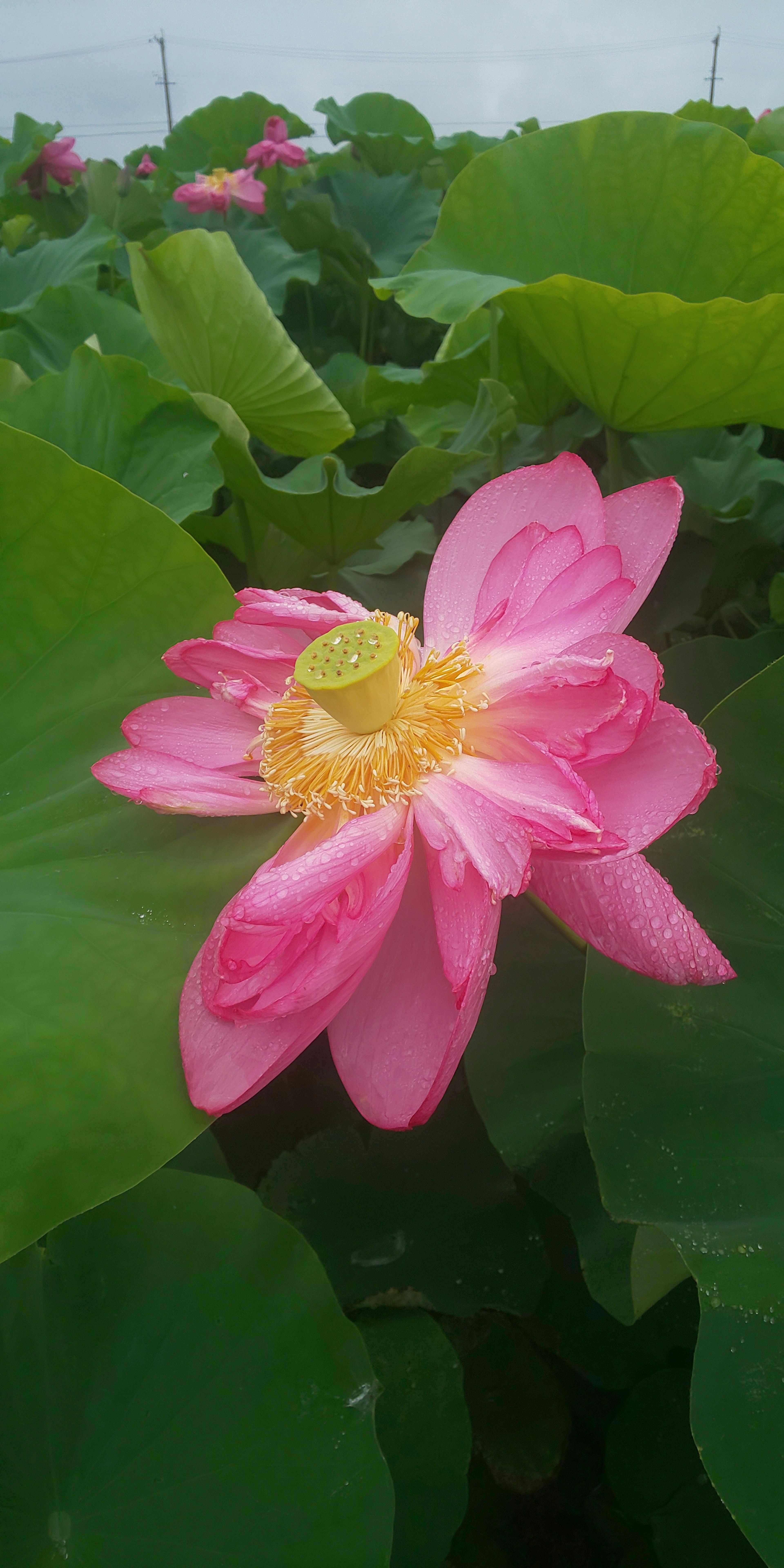 Beautiful pink lotus flower surrounded by green leaves