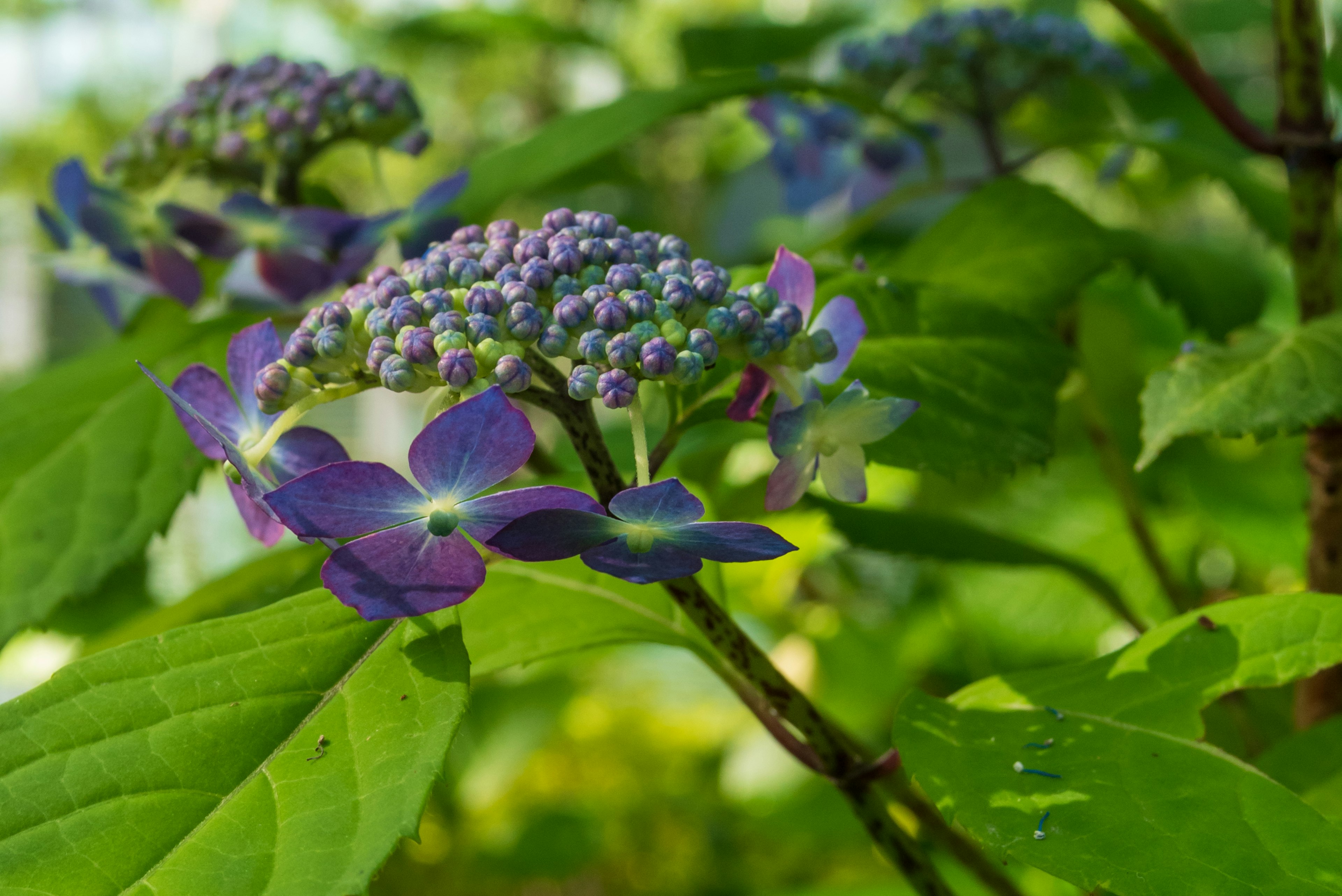 Branch of hydrangea with blue-purple flowers and green leaves