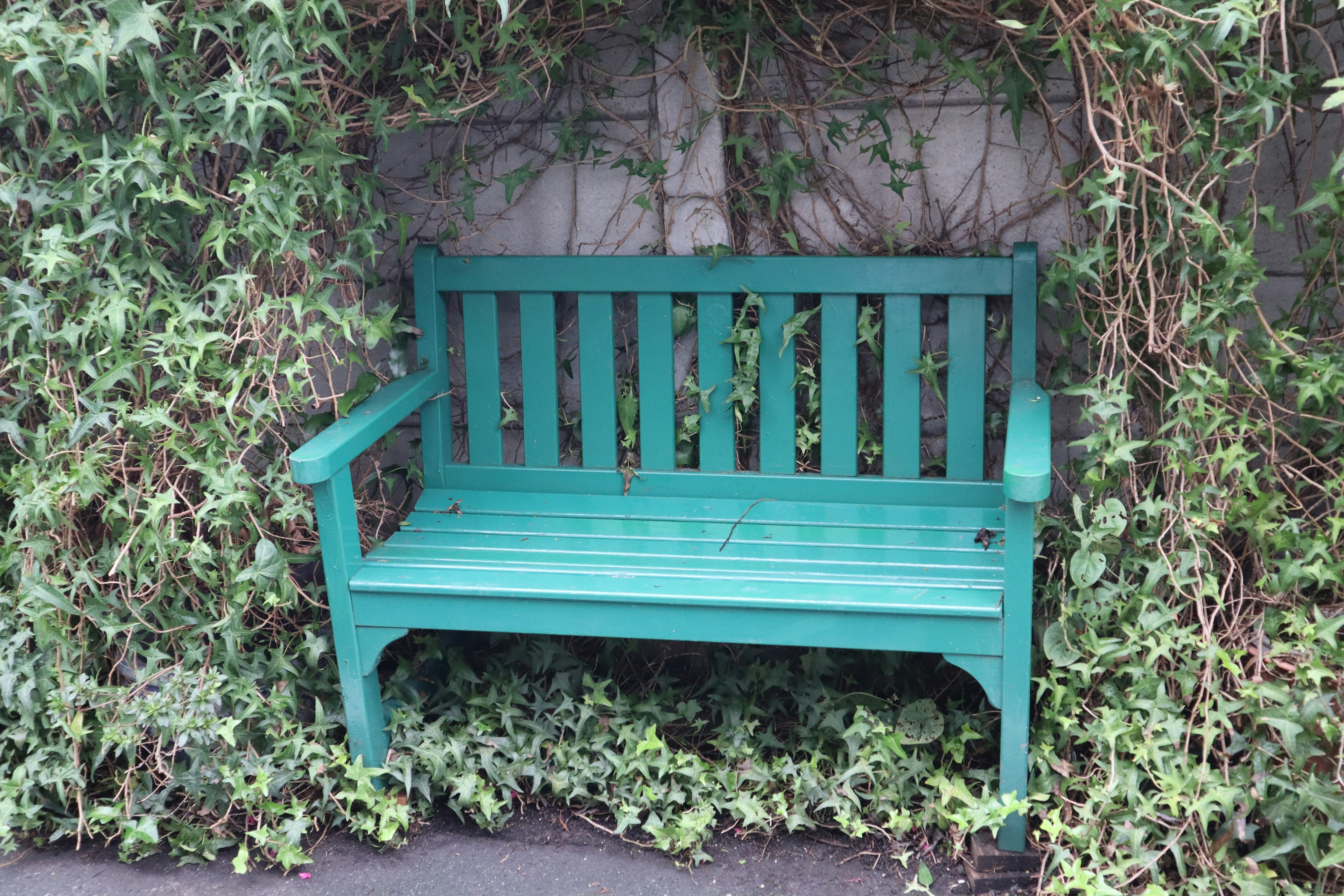 A green wooden bench surrounded by lush greenery