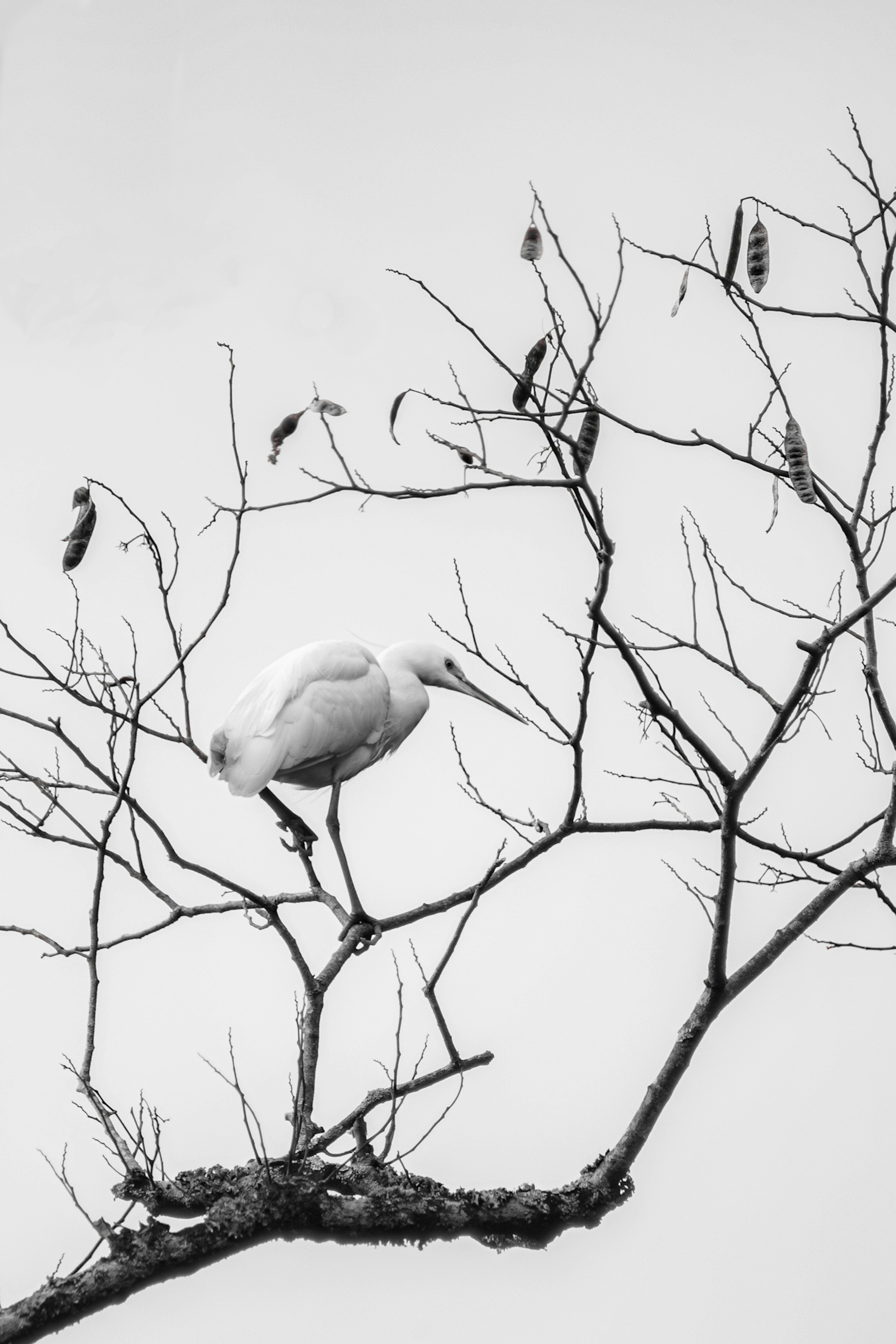 一隻白鳥栖息在樹枝上的黑白圖像