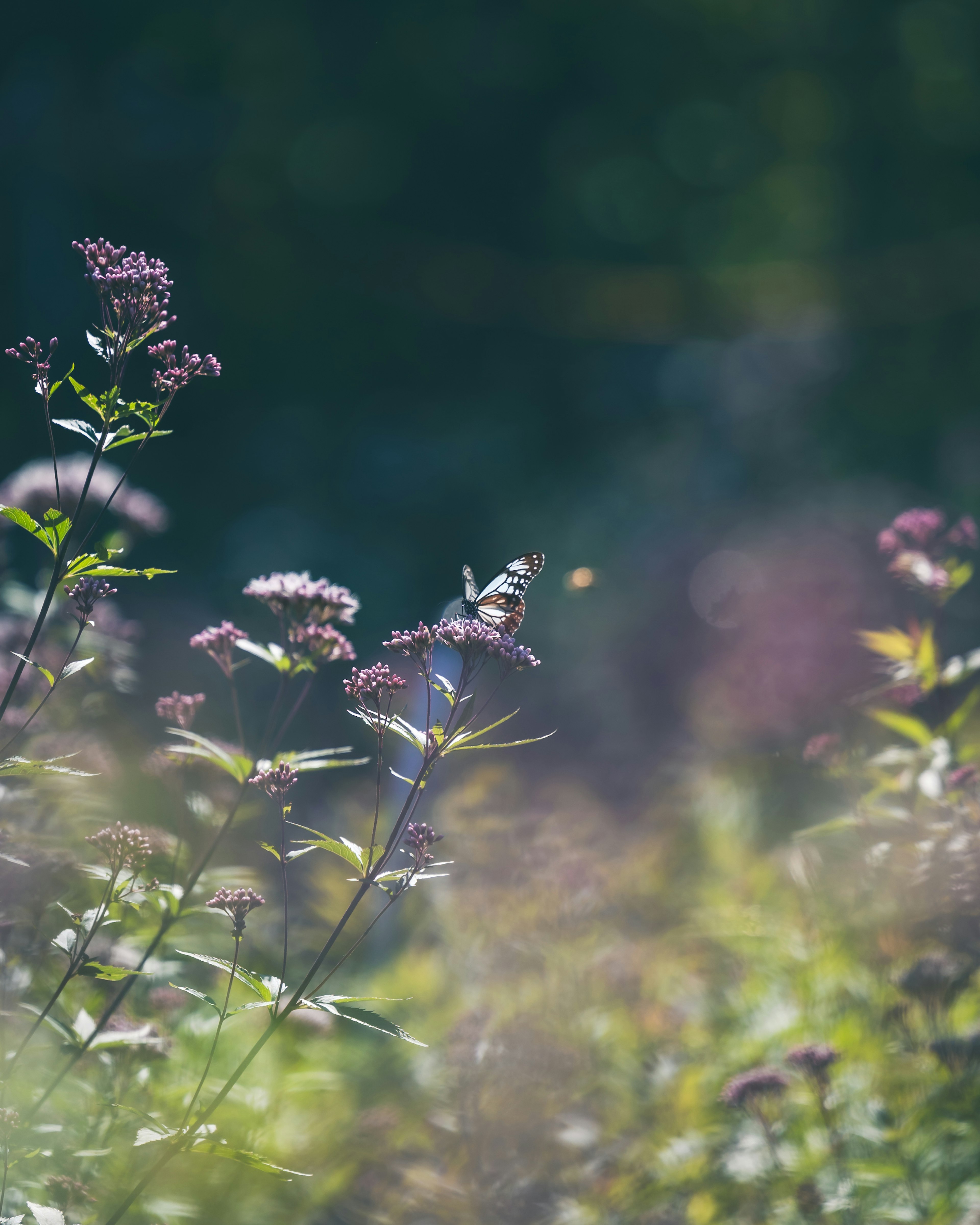 Ein Schmetterling, der anmutig zwischen bunten Blumen in einer lebhaften Wiese schwebt