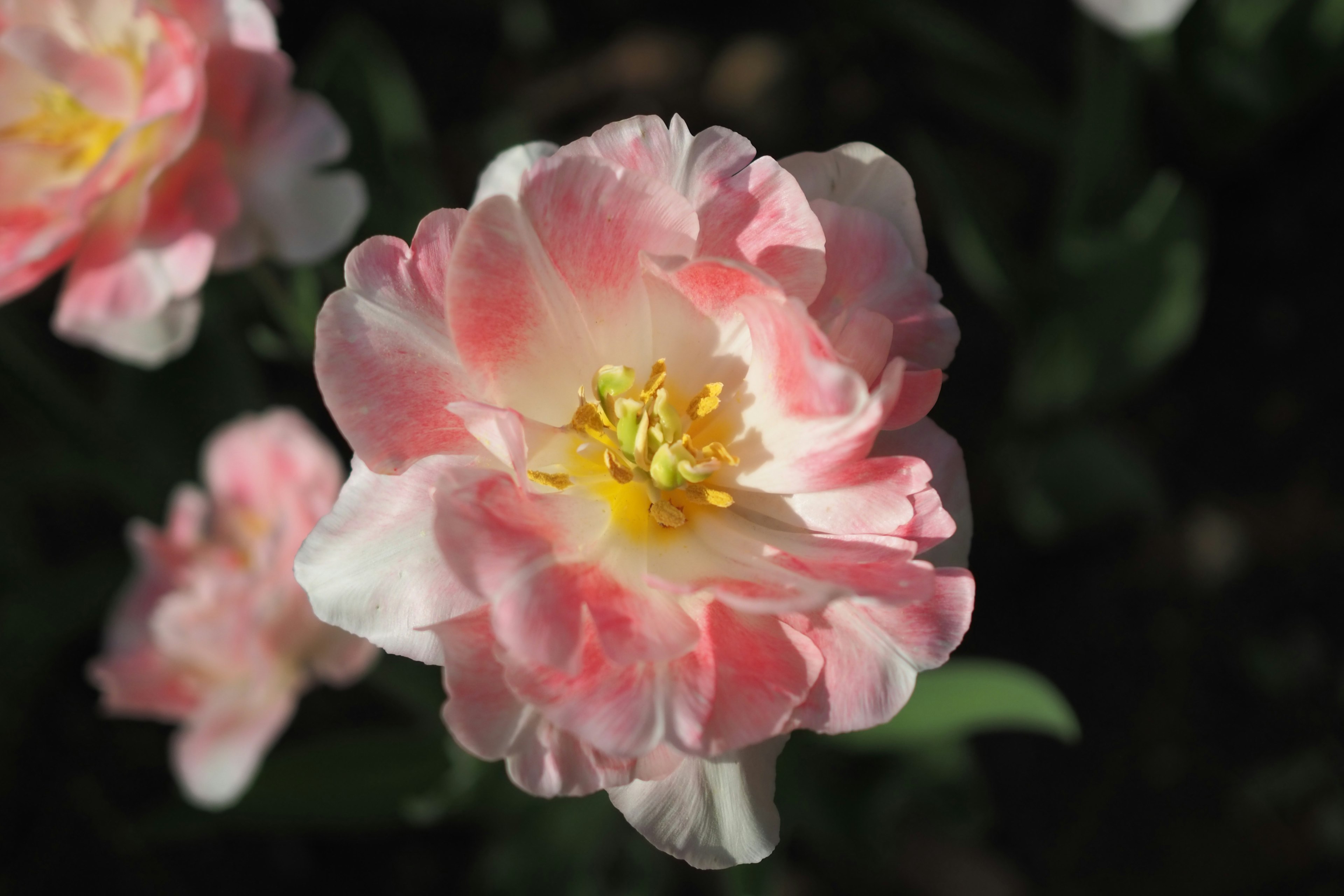 Un tulipán floreciendo con pétalos rosas y blancos y un centro amarillo