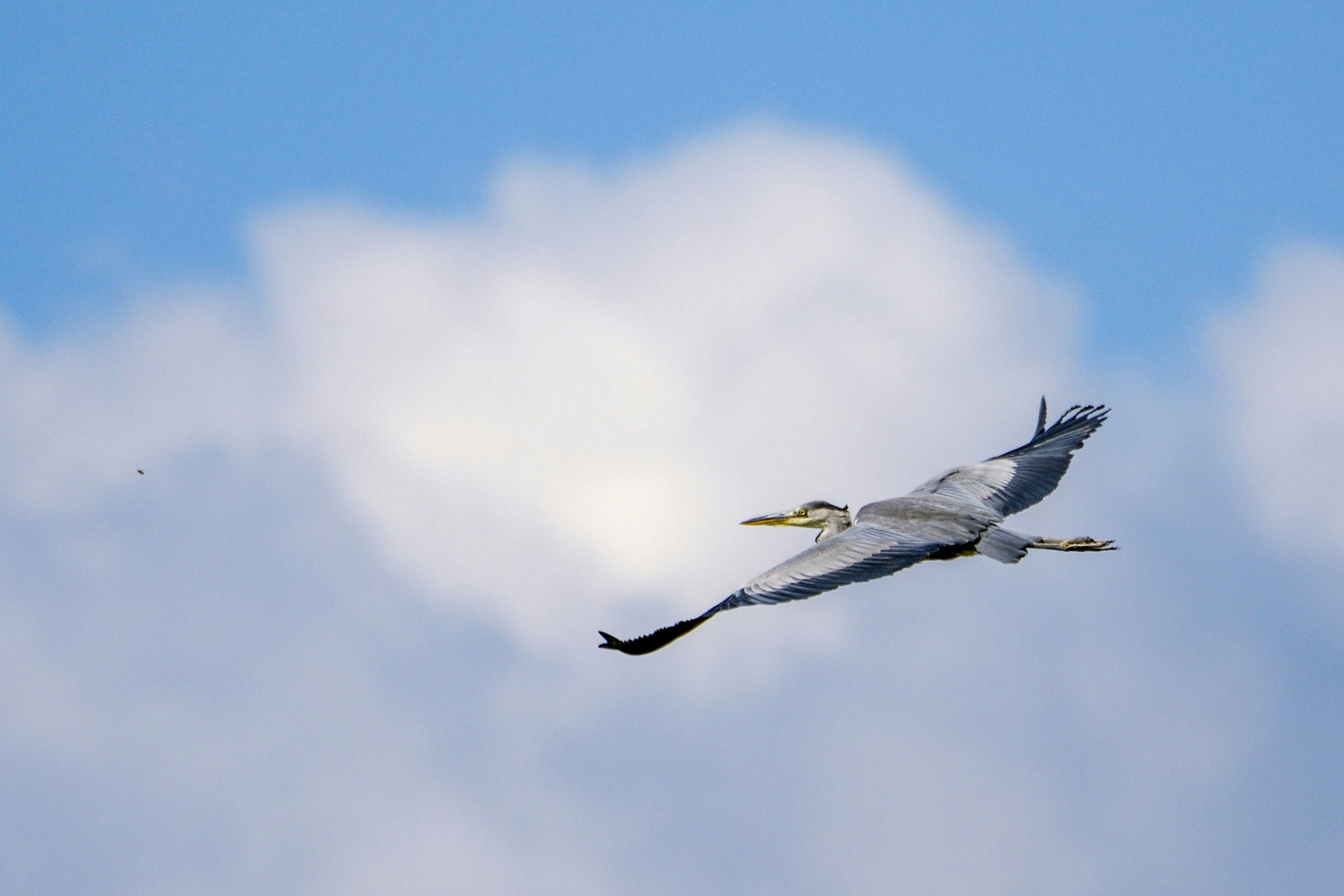 A heron flying against a blue sky