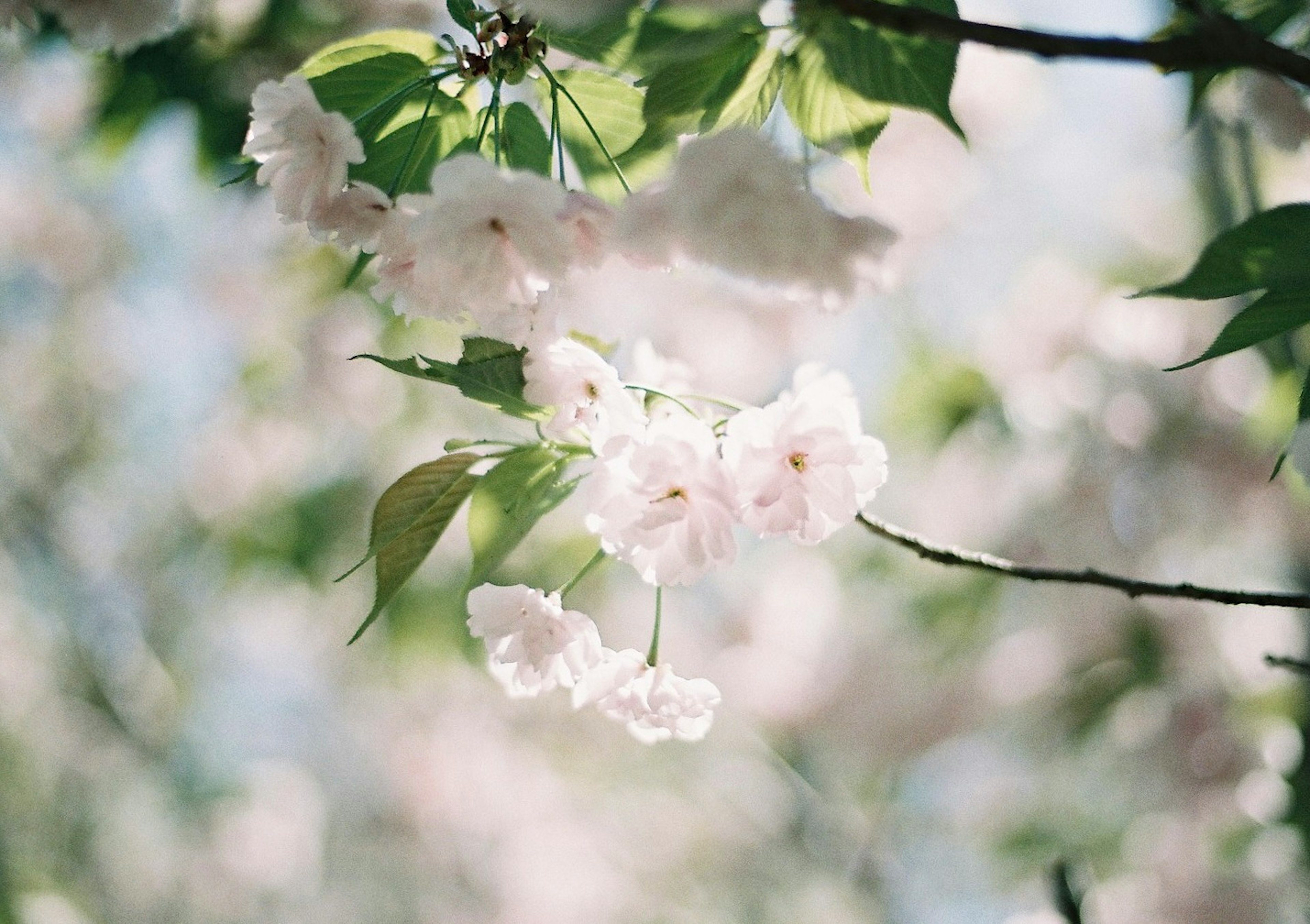 Scène doucement éclairée avec des cerisiers en fleurs et des feuilles vertes vibrantes