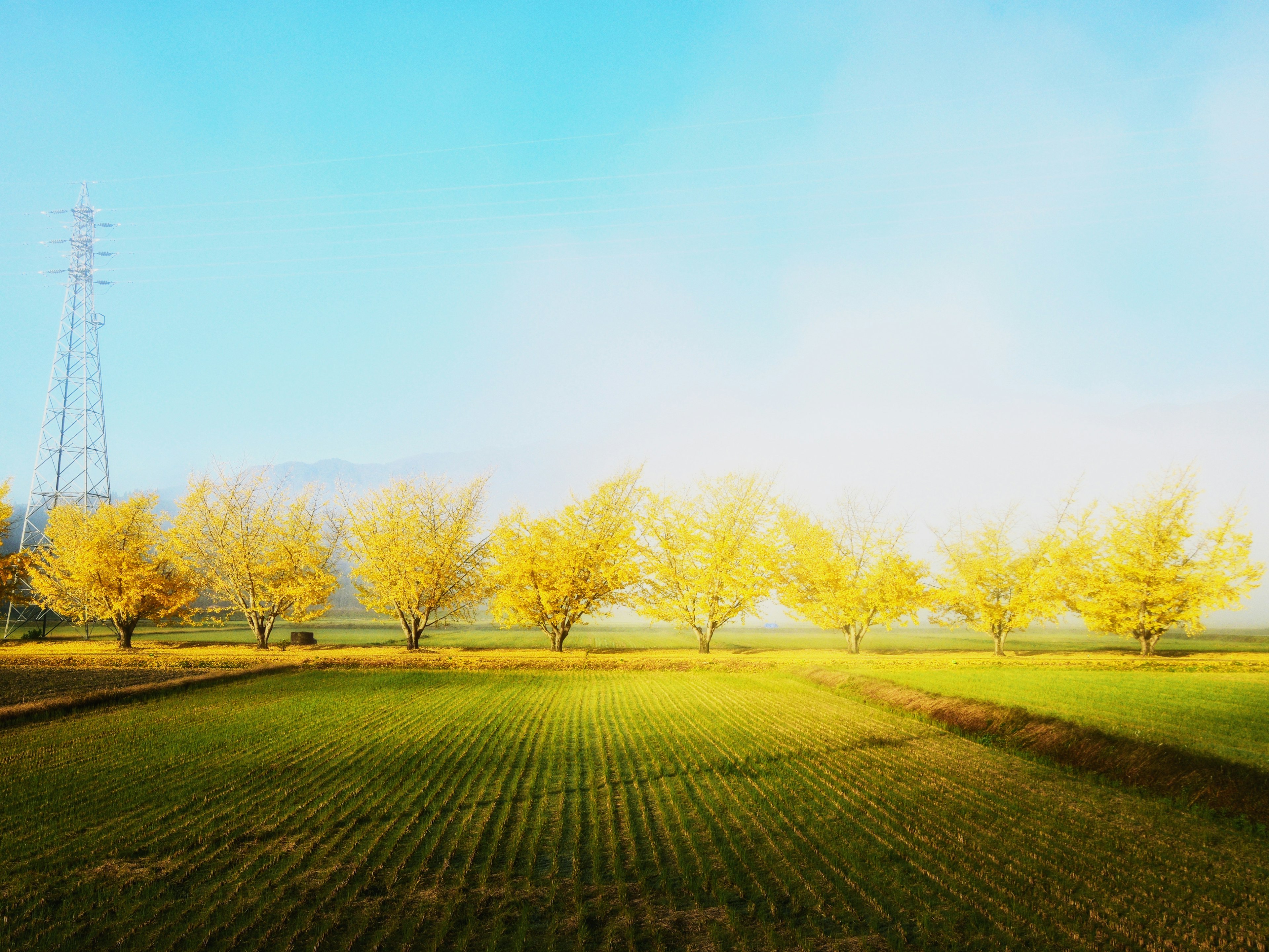 Row of yellow trees under a blue sky with green fields