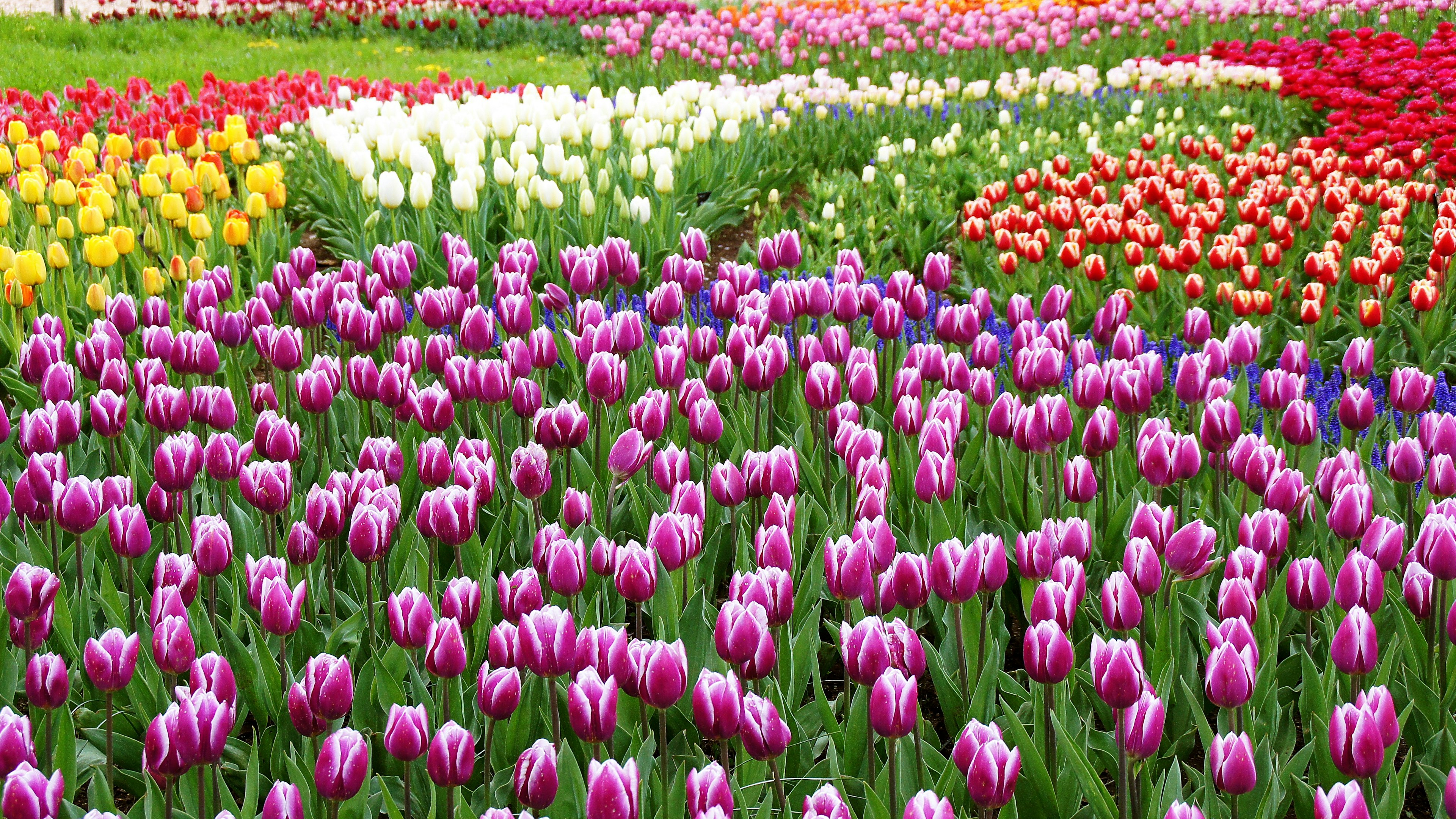 Ladang bunga cerah penuh dengan tulip berwarna-warni dalam berbagai nuansa