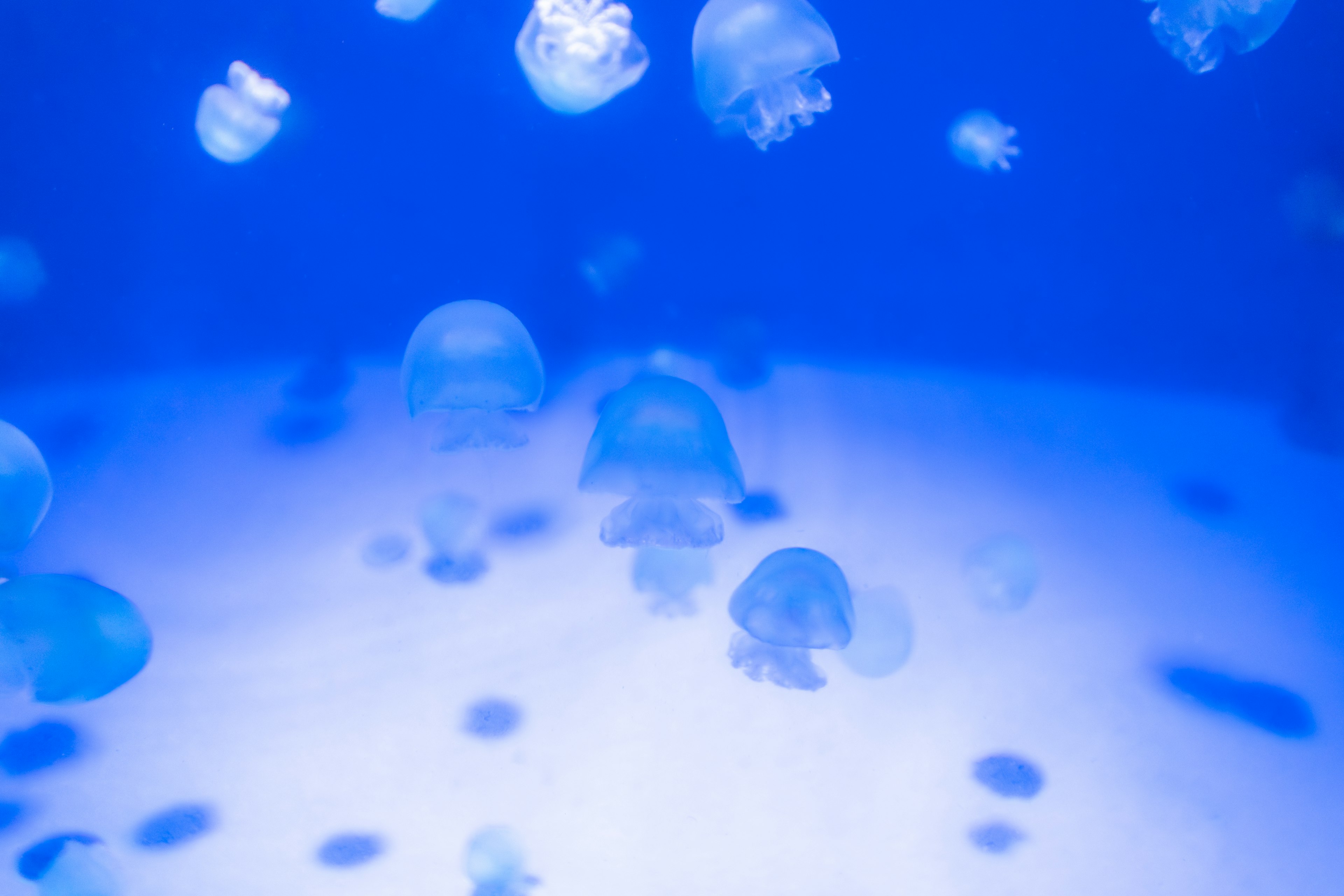 Eine Gruppe von Quallen, die im blauen Wasser schwimmen