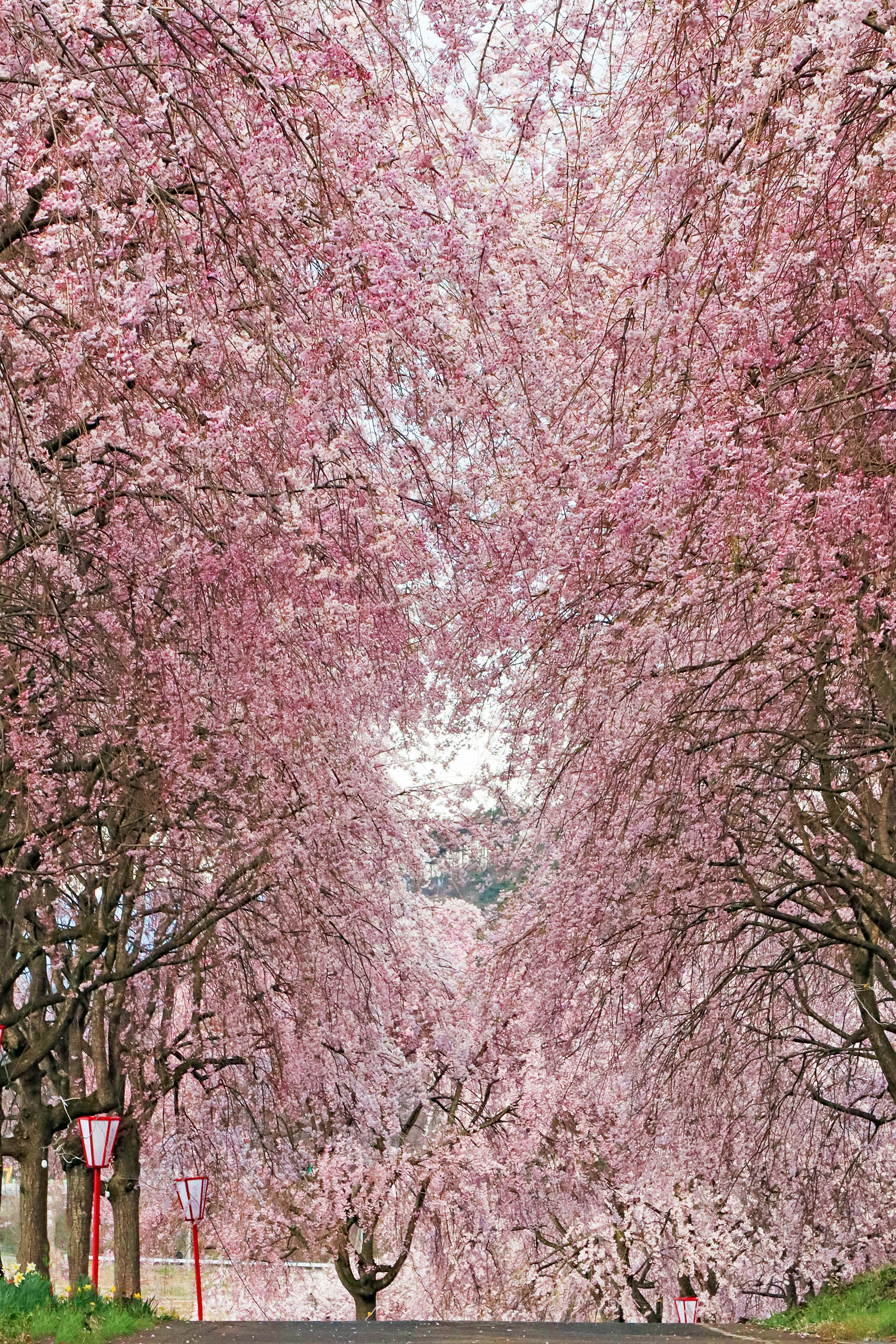 Jalan indah dihiasi dengan pohon sakura yang sedang mekar