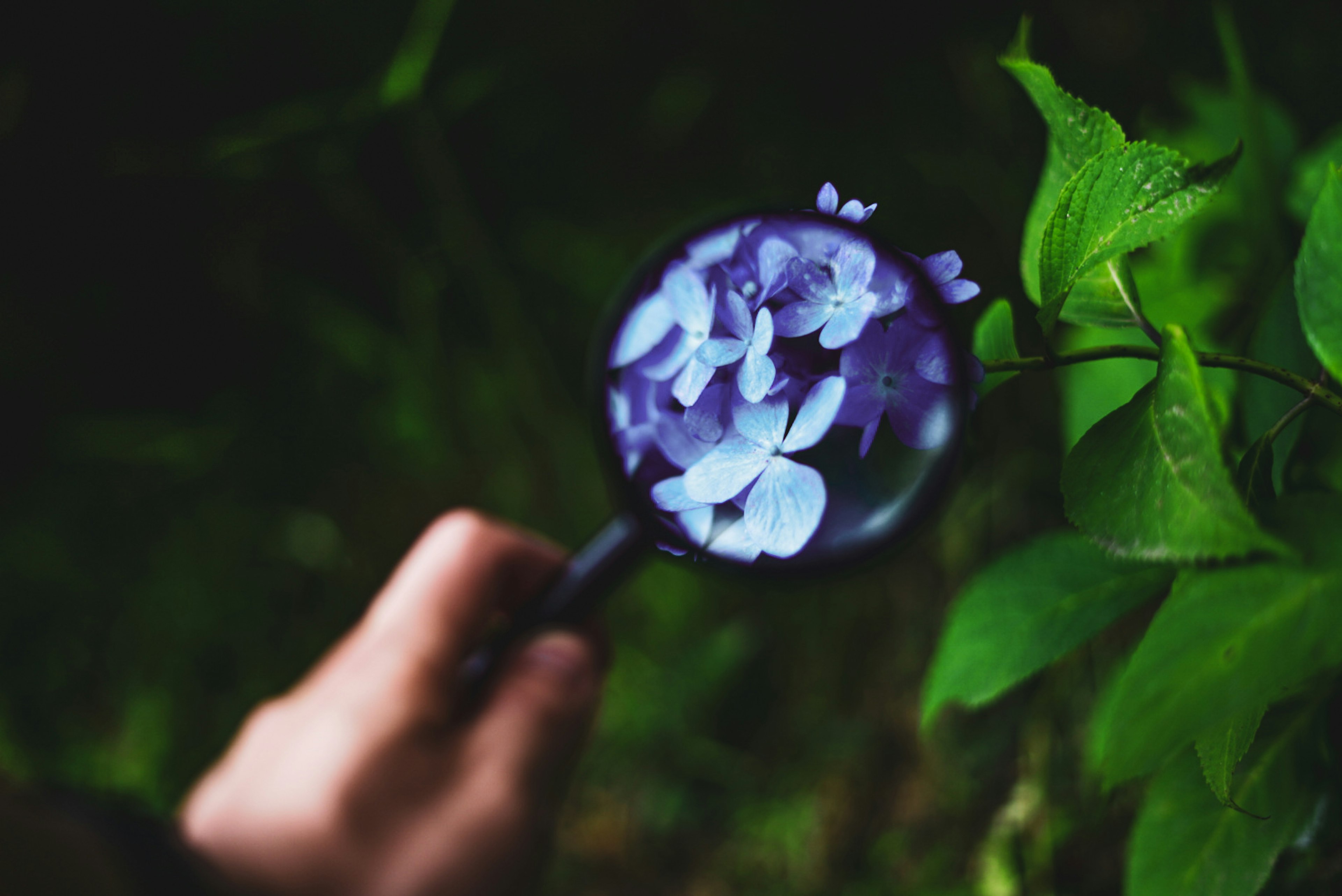 緑の葉の近くにある青い花びらを拡大鏡で観察する手