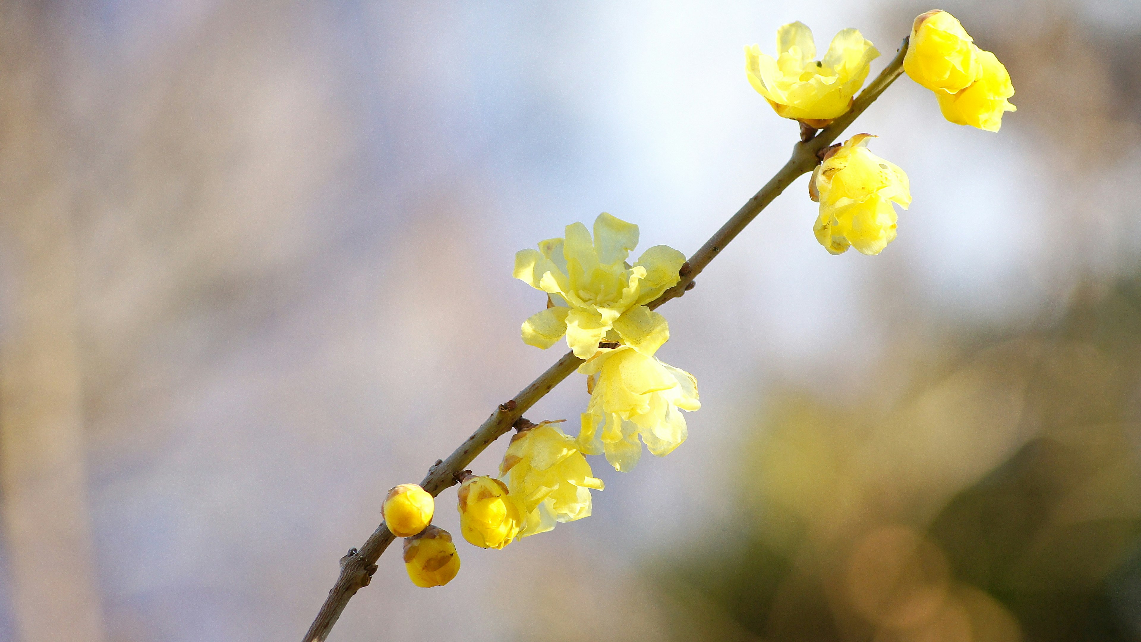 Gros plan d'une branche avec des fleurs jaunes en fleurs