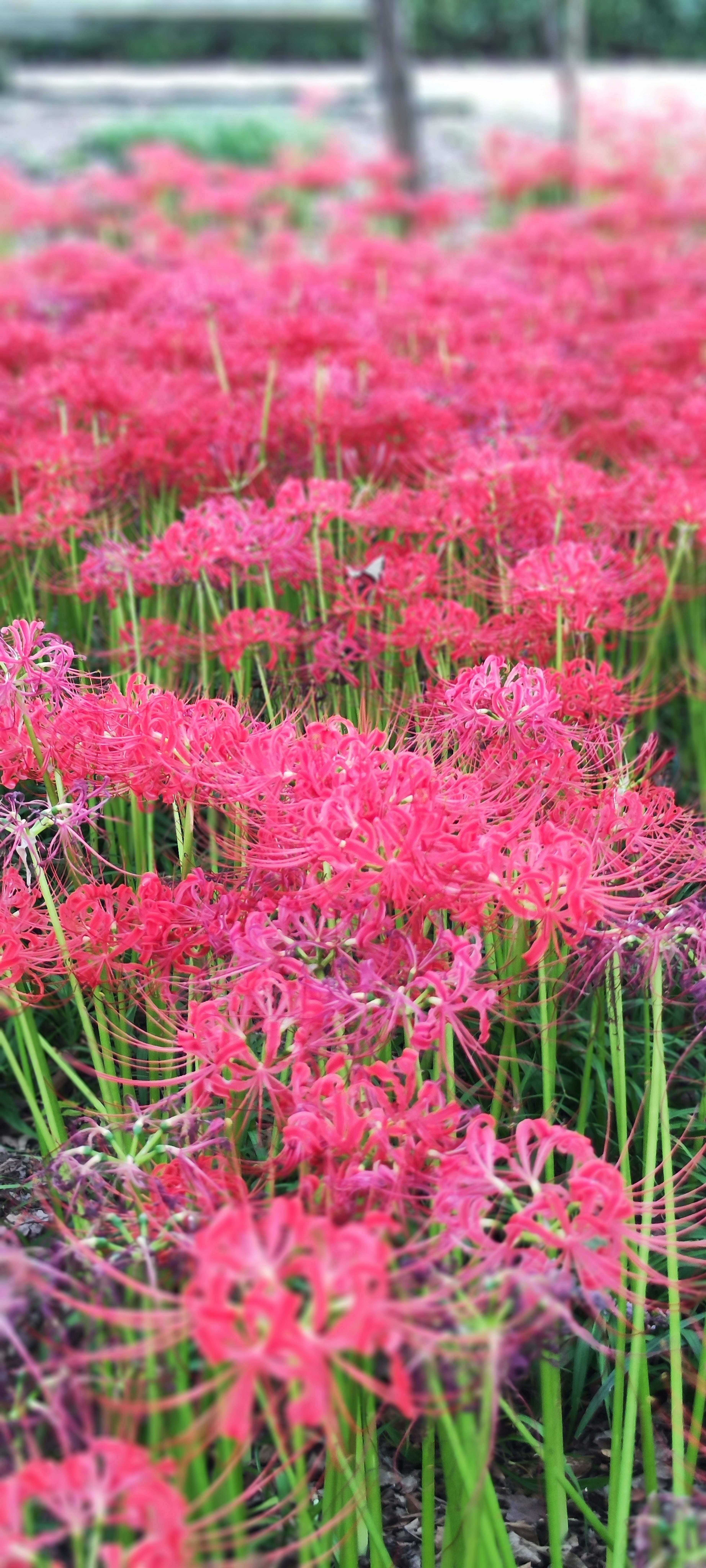 Eine schöne Landschaft voller Gruppen leuchtend roter Blumen