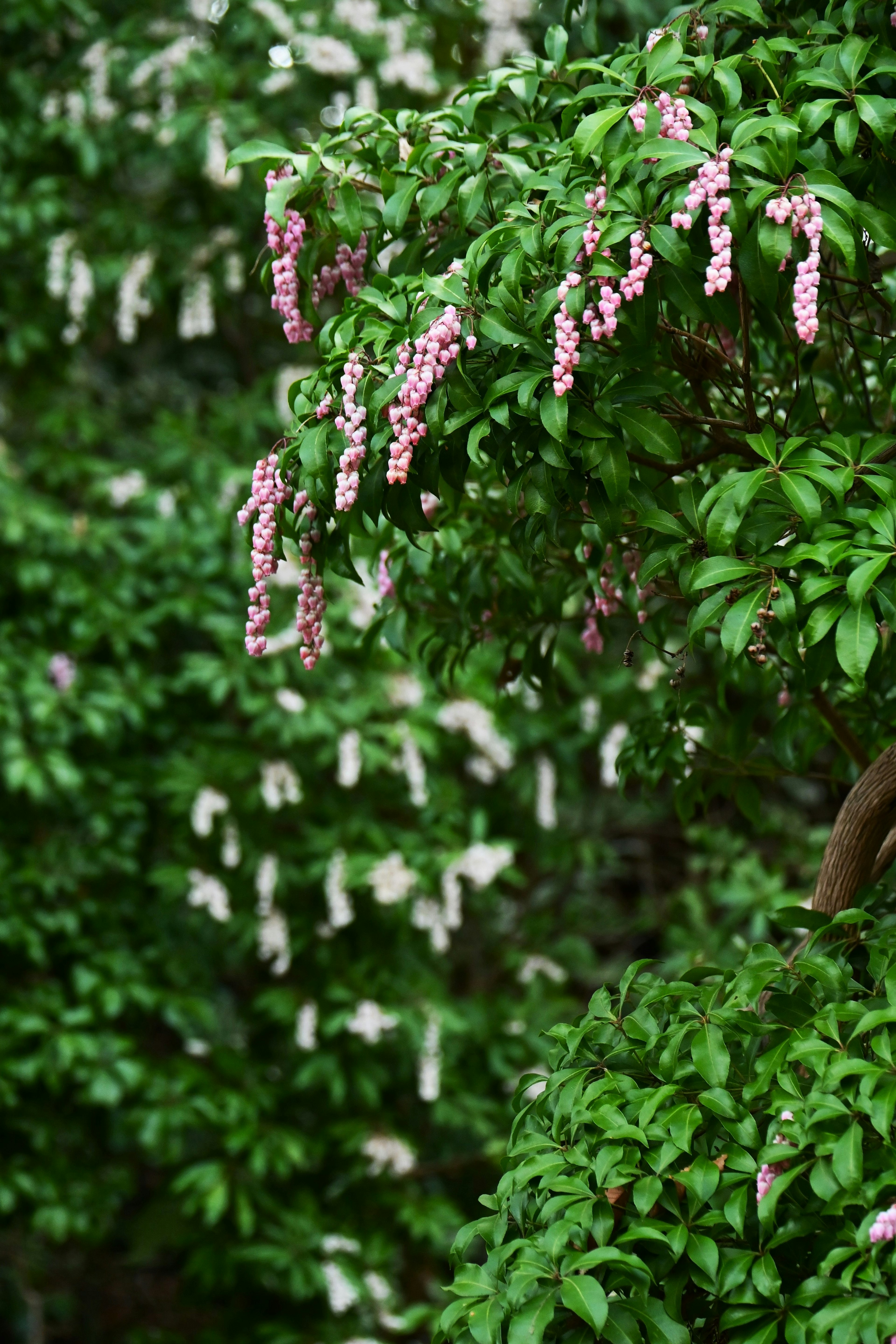 Branches of a tree with pink and white flowers among green leaves