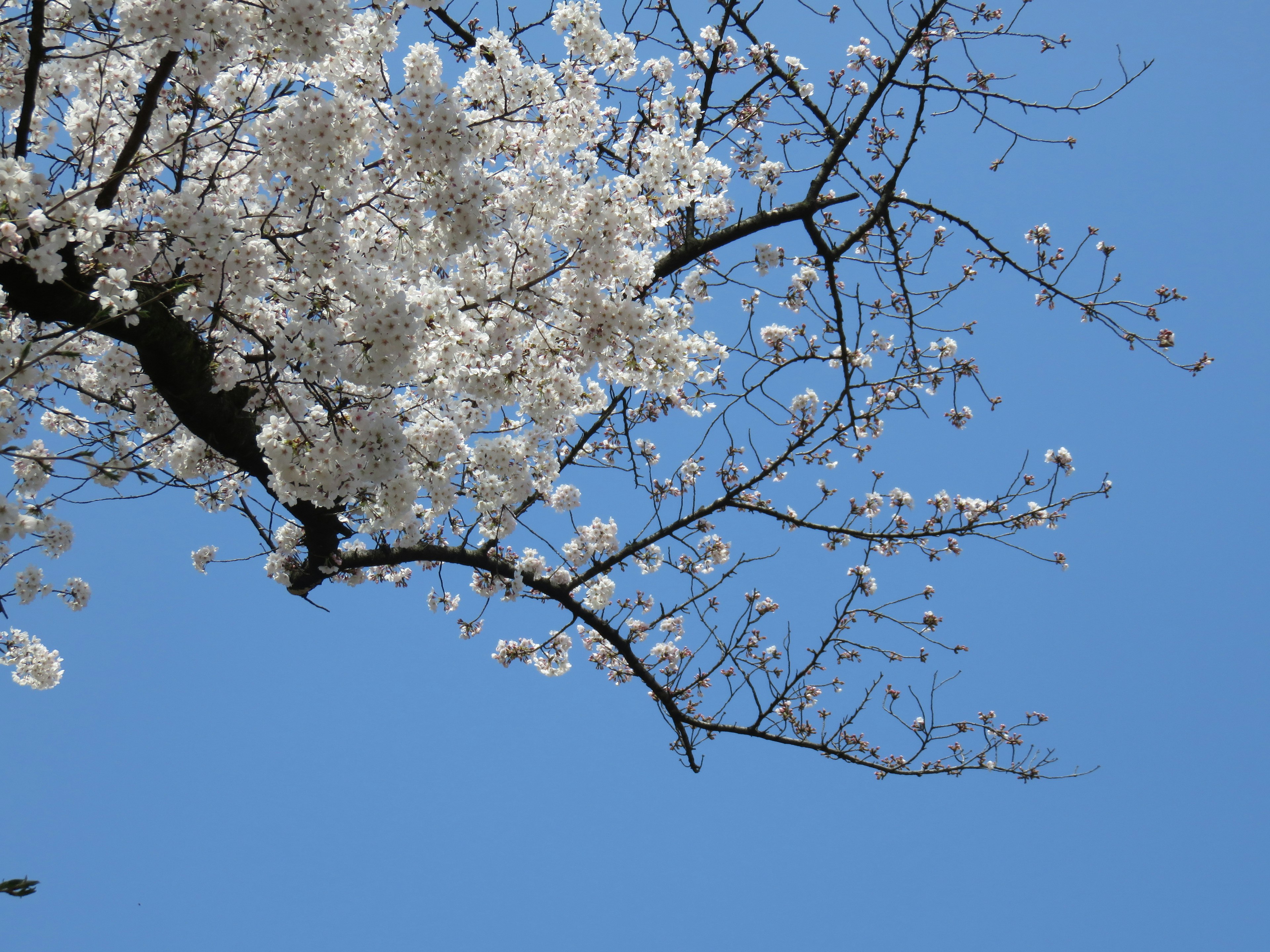 Cherry blossom branches with white flowers against a blue sky