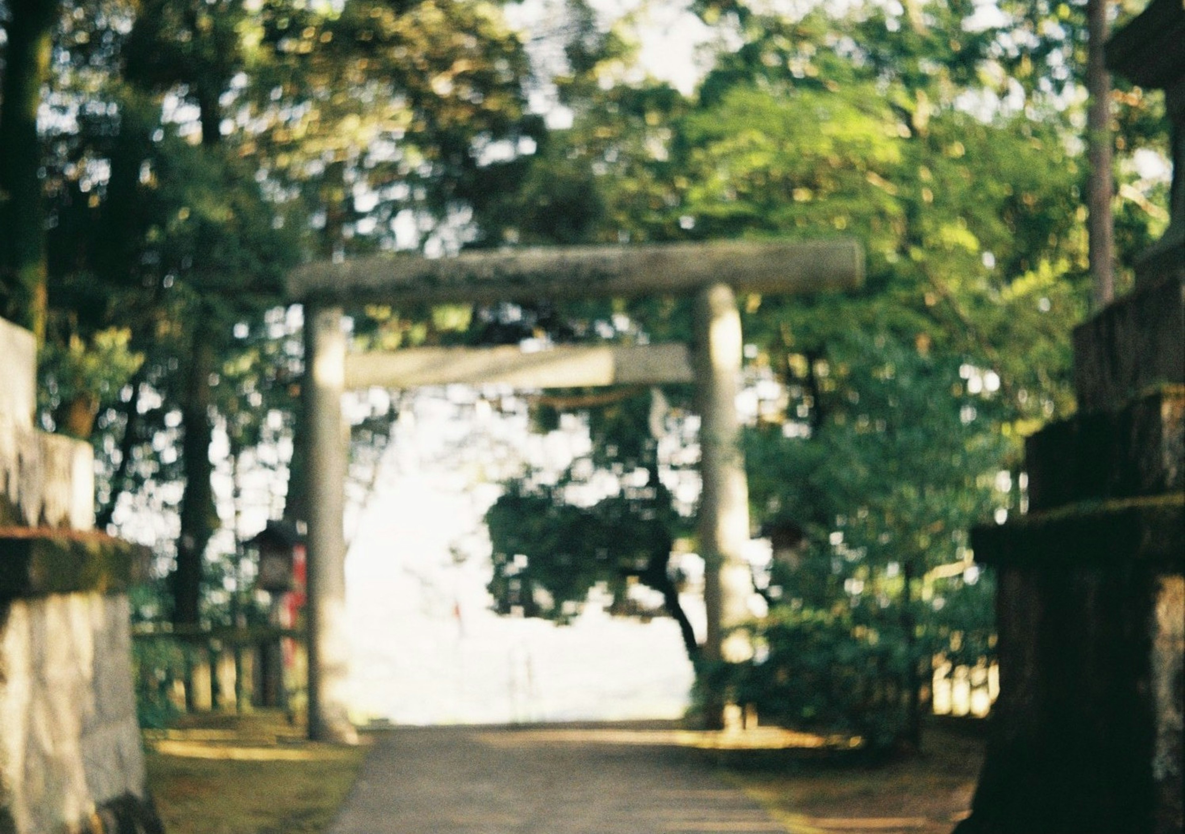 緑に囲まれた鳥居のある道の景色