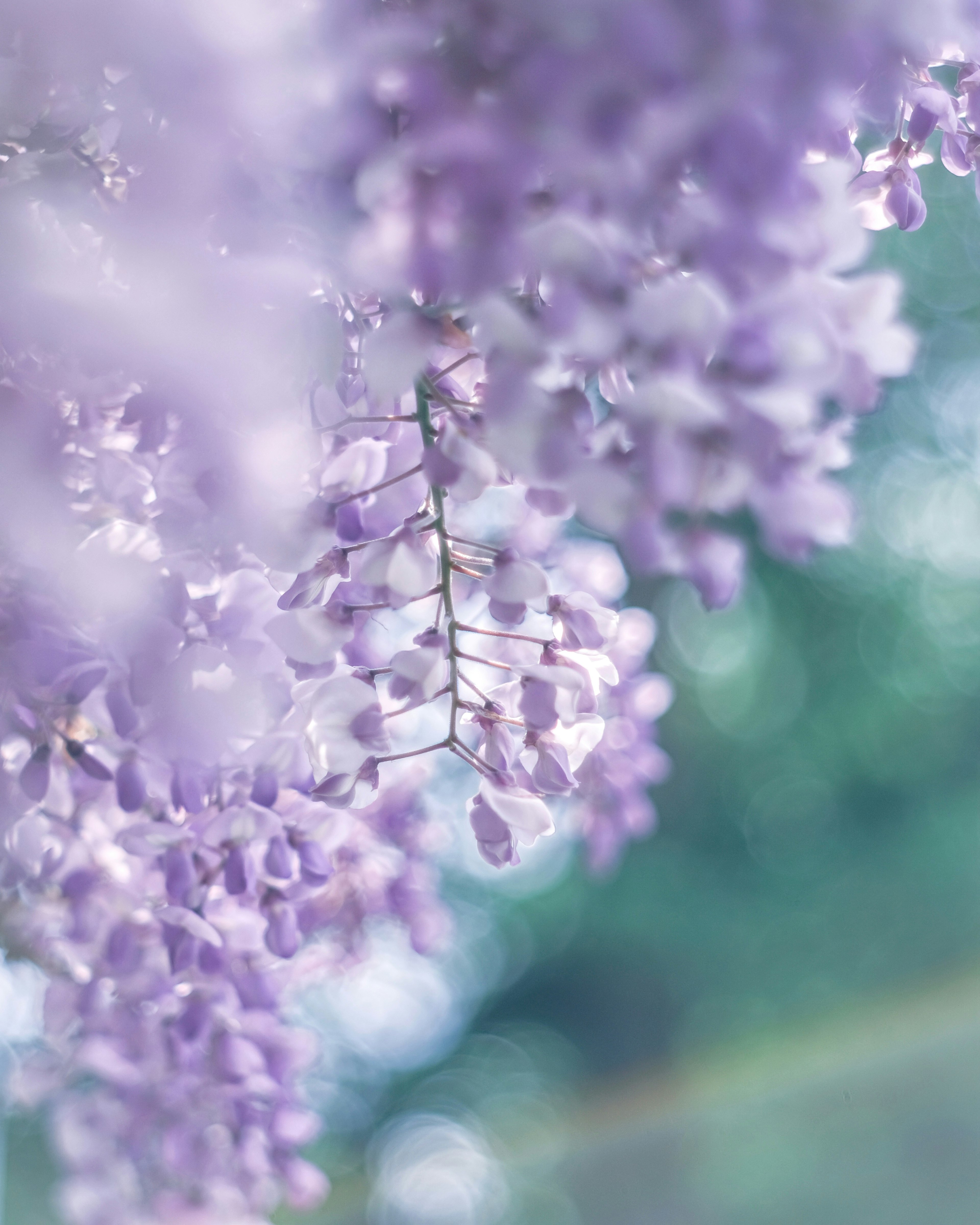 Schönes Bild von lila Glyzinienblüten, die vor einem grünen Hintergrund hängen