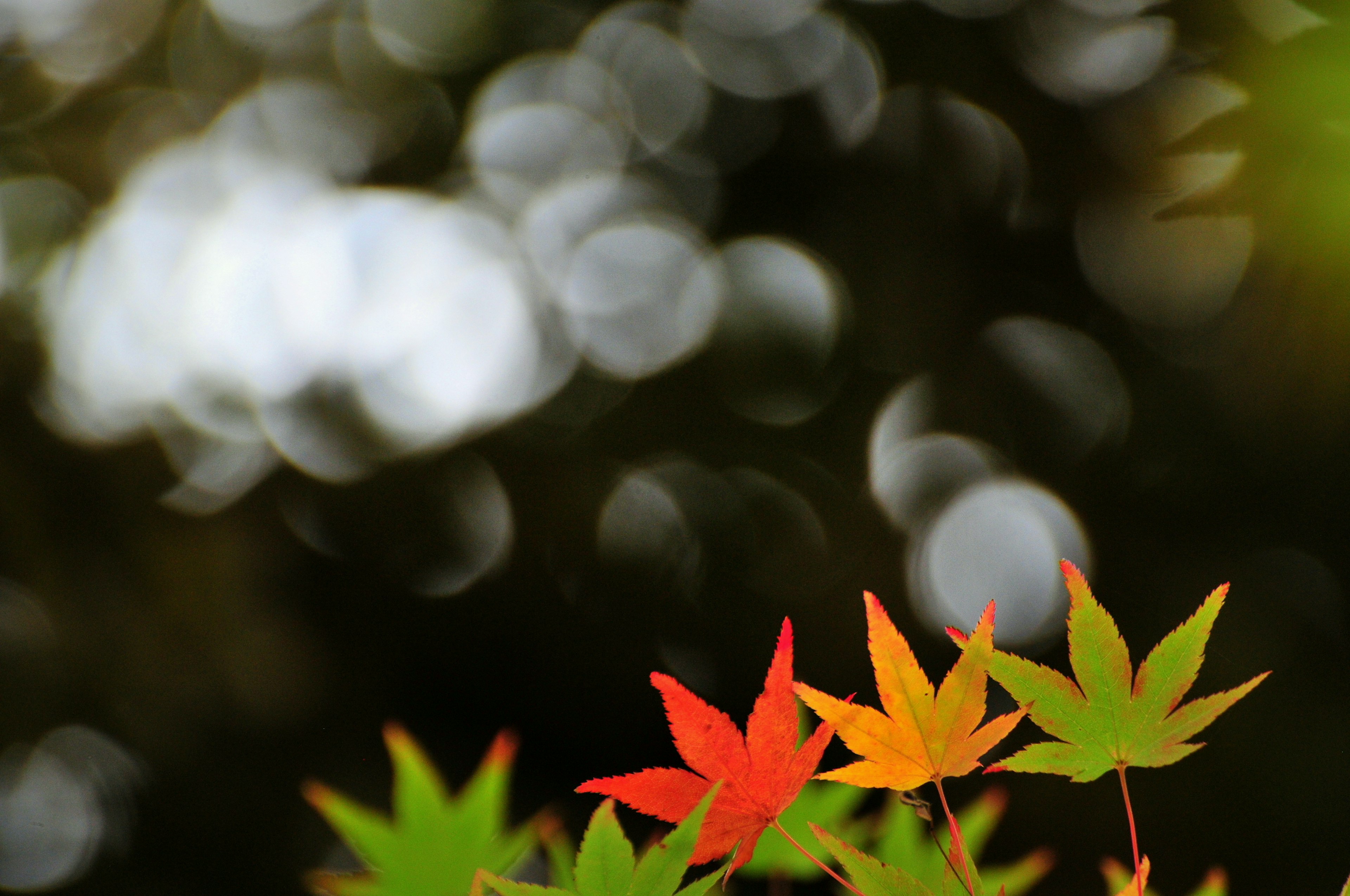 色とりどりのもみじの葉がぼかし効果のある背景で際立つ