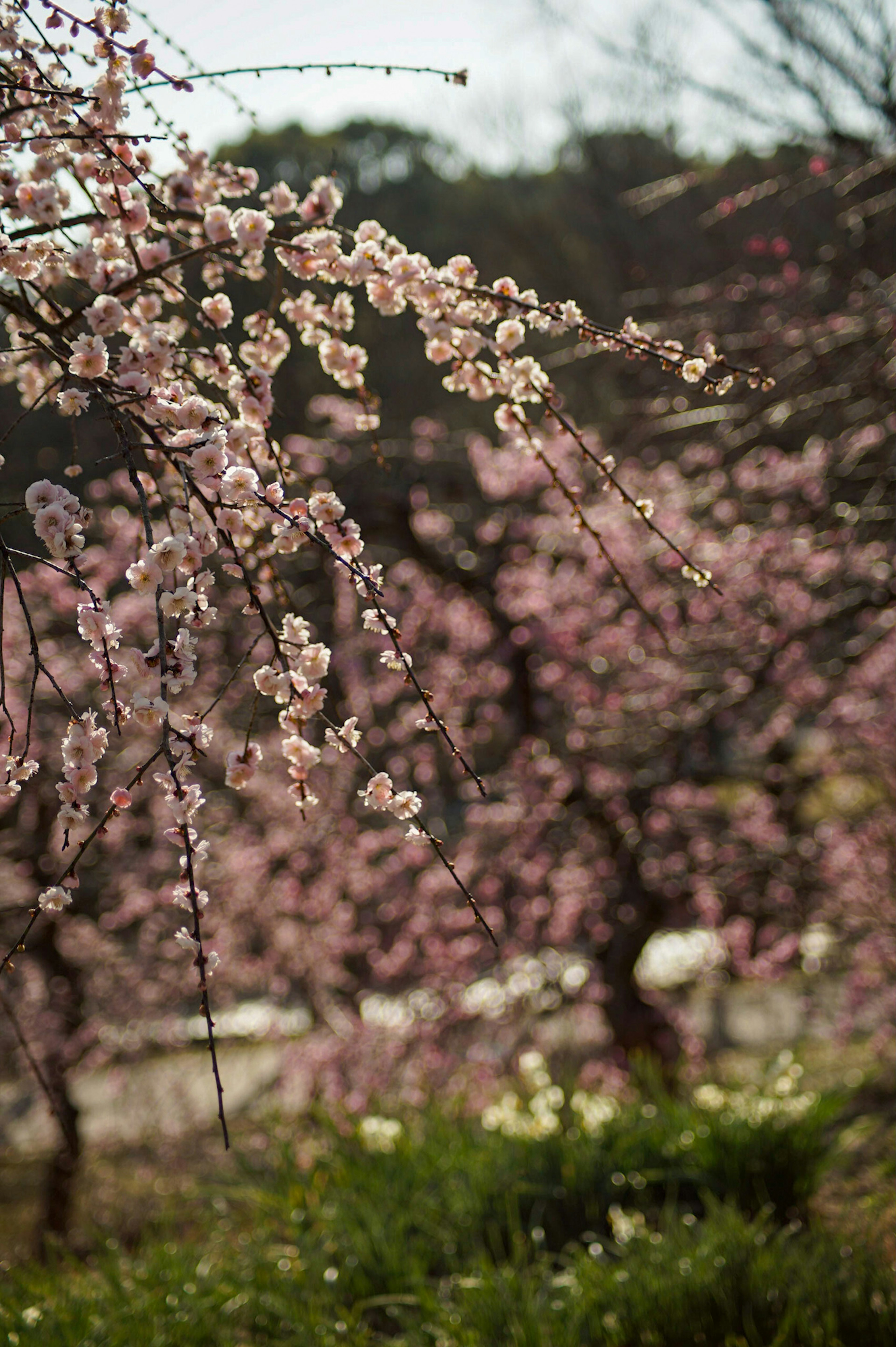 桜の花が咲いている風景の写真