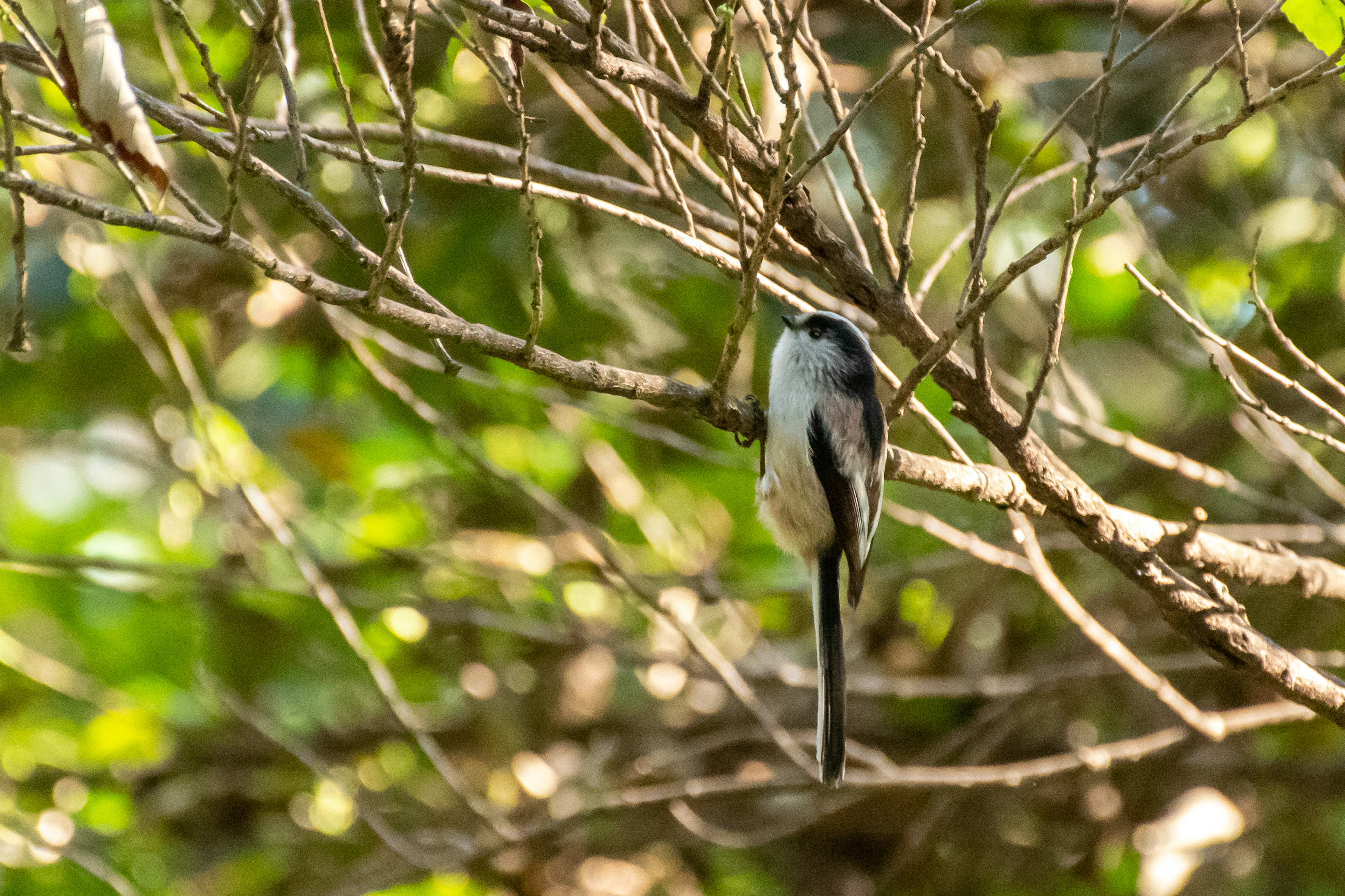 Un pájaro posado en una pequeña rama con un fondo verde que destaca su plumaje blanco y negro