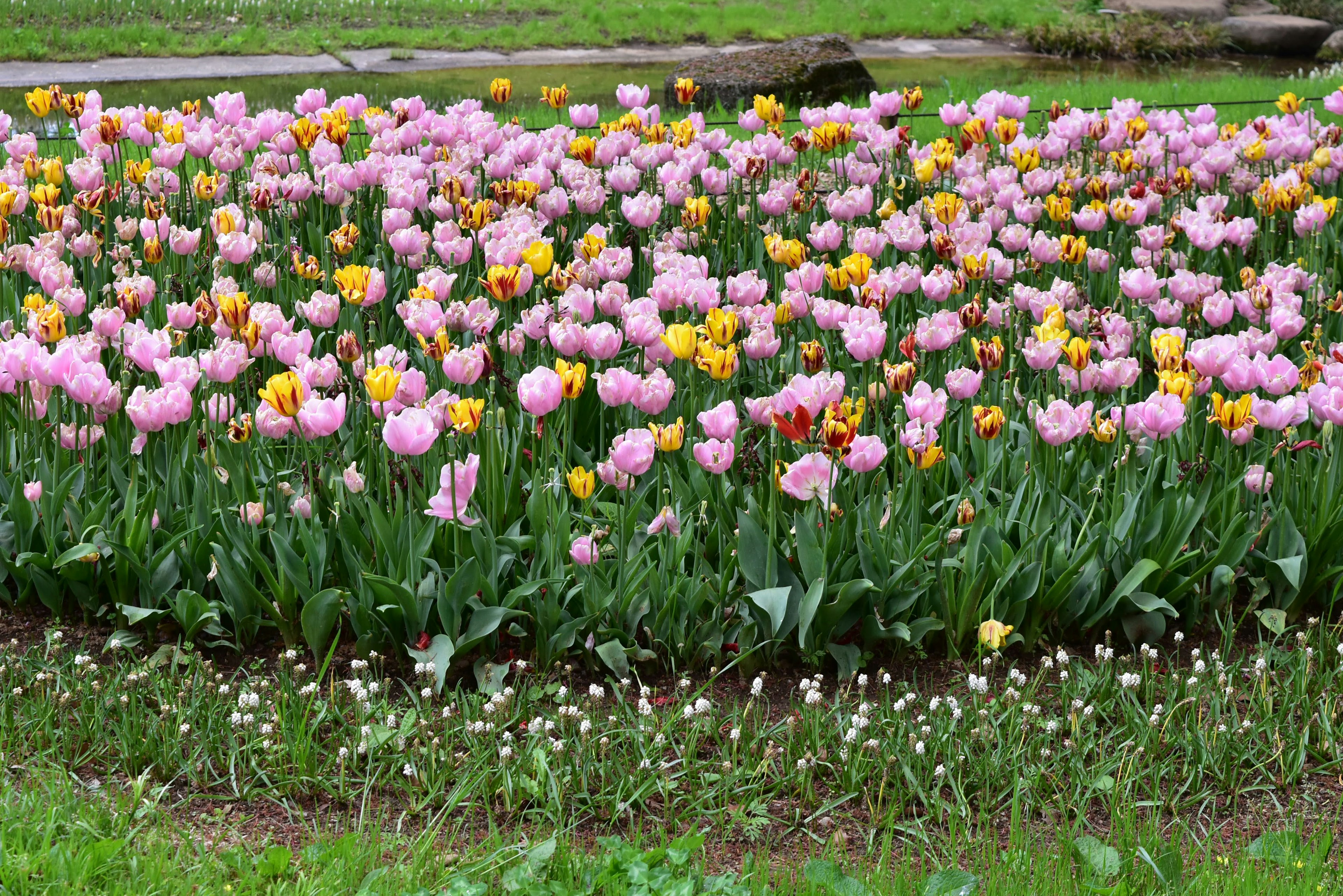 A vibrant garden filled with blooming pink and yellow tulips