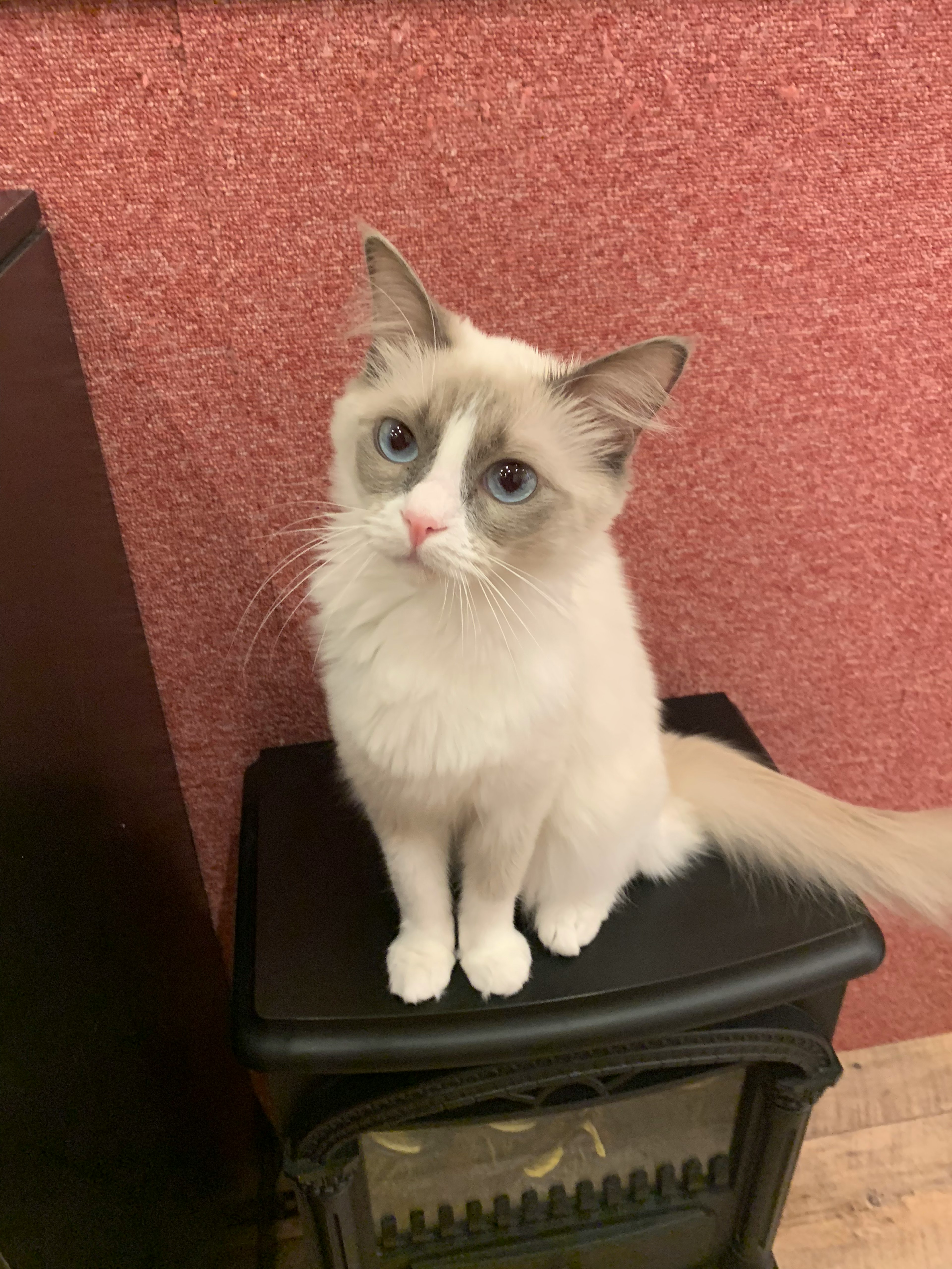 Mèo Ragdoll có bộ lông trắng và xám ngồi trên bếp đen