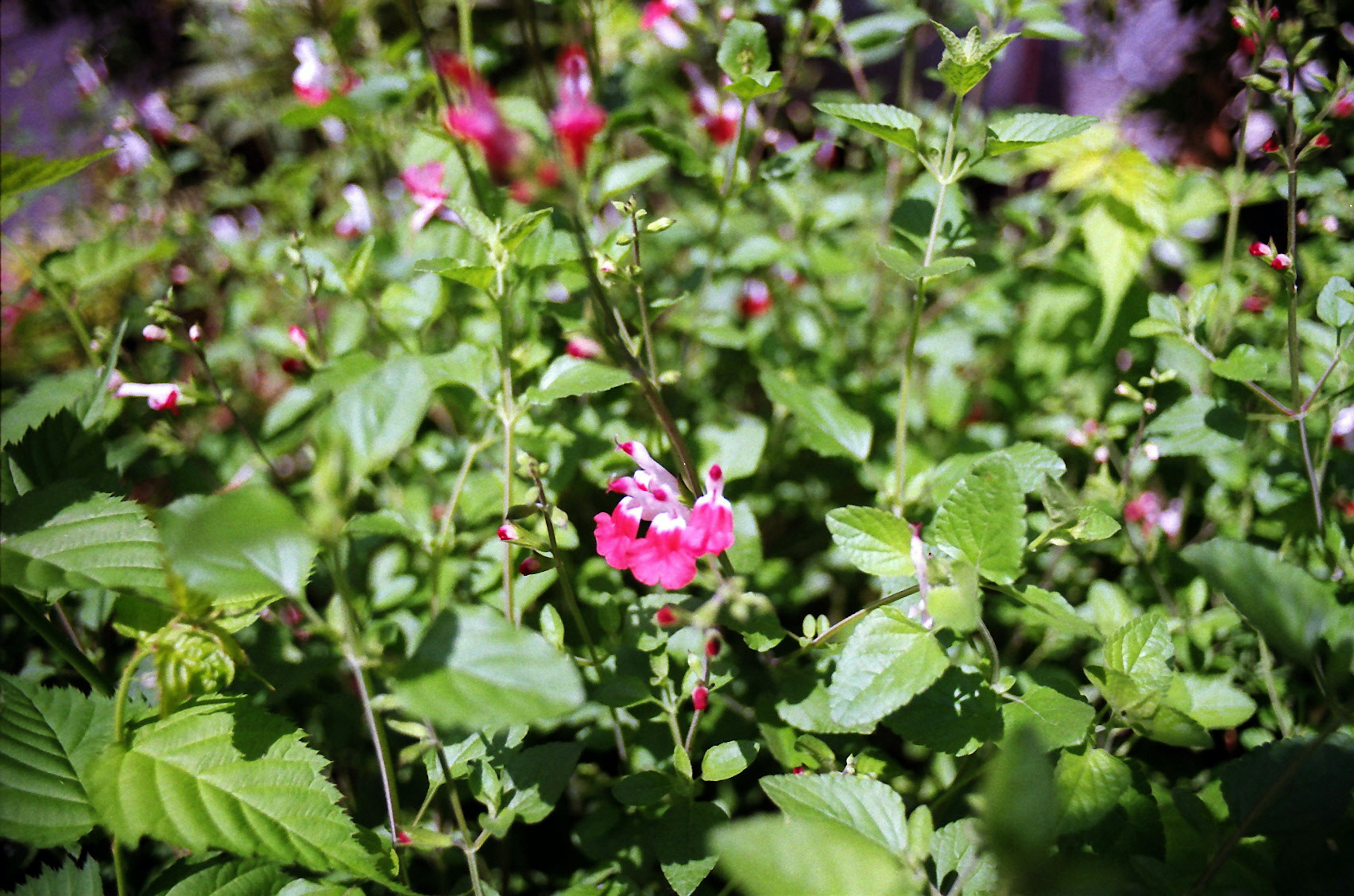 Eine Gartenszene mit einer rosa Blume, umgeben von grünen Blättern