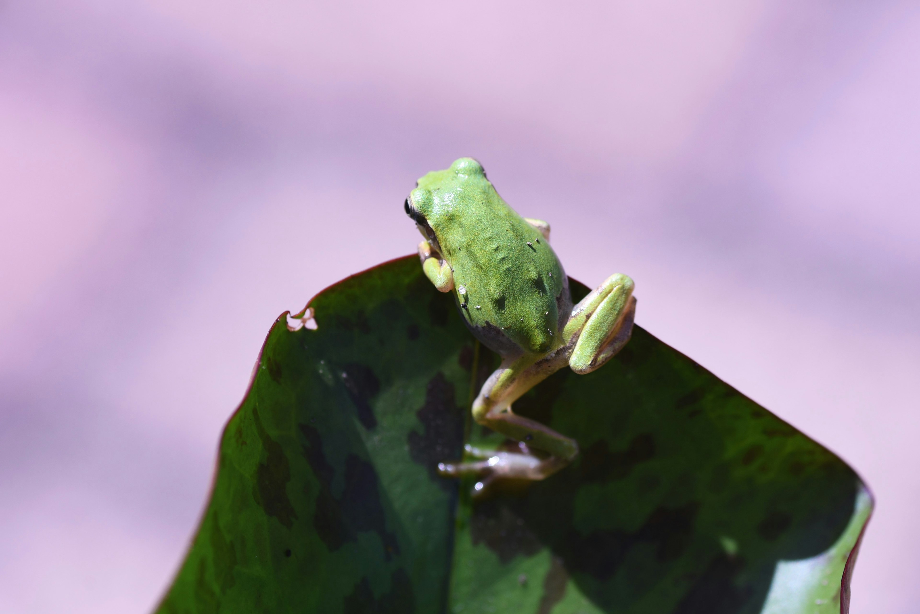 Una rana verde sentada en una hoja