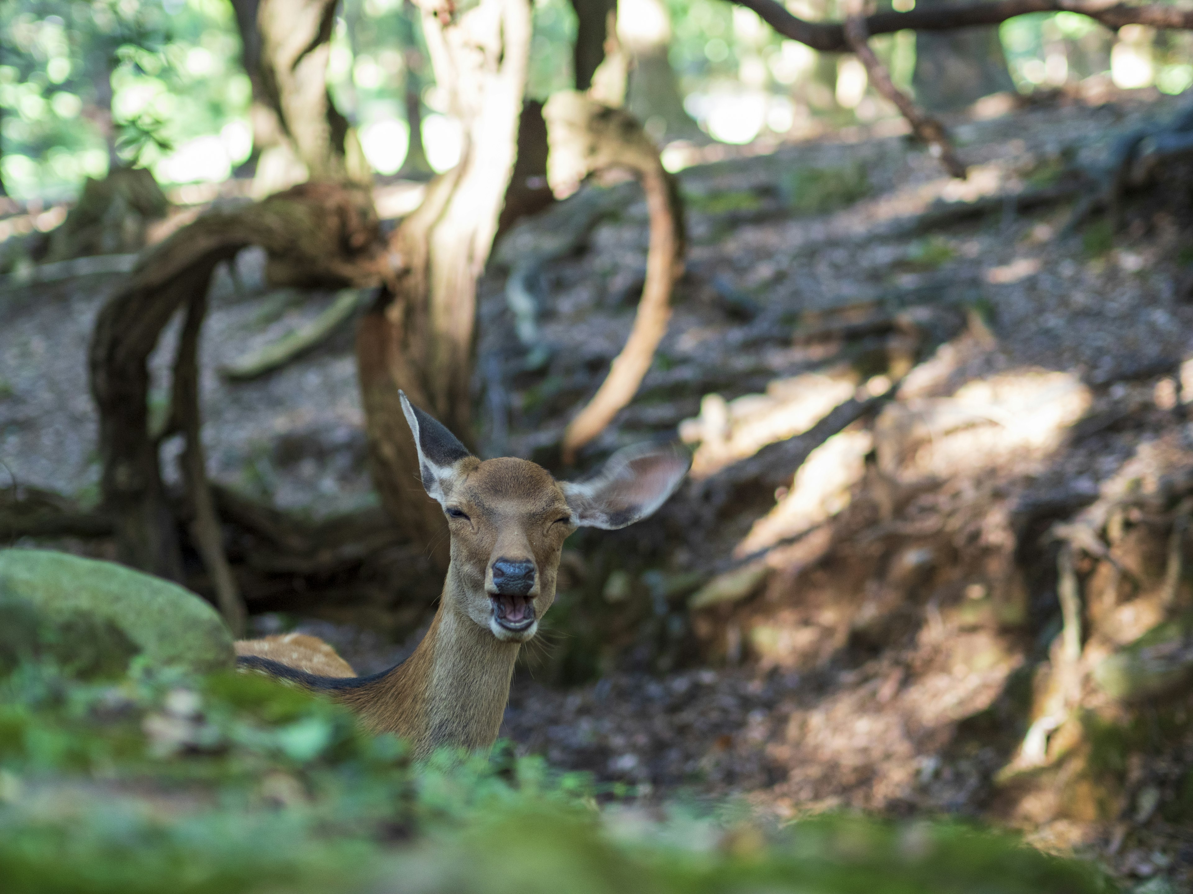 Un cerf souriant dans un cadre forestier