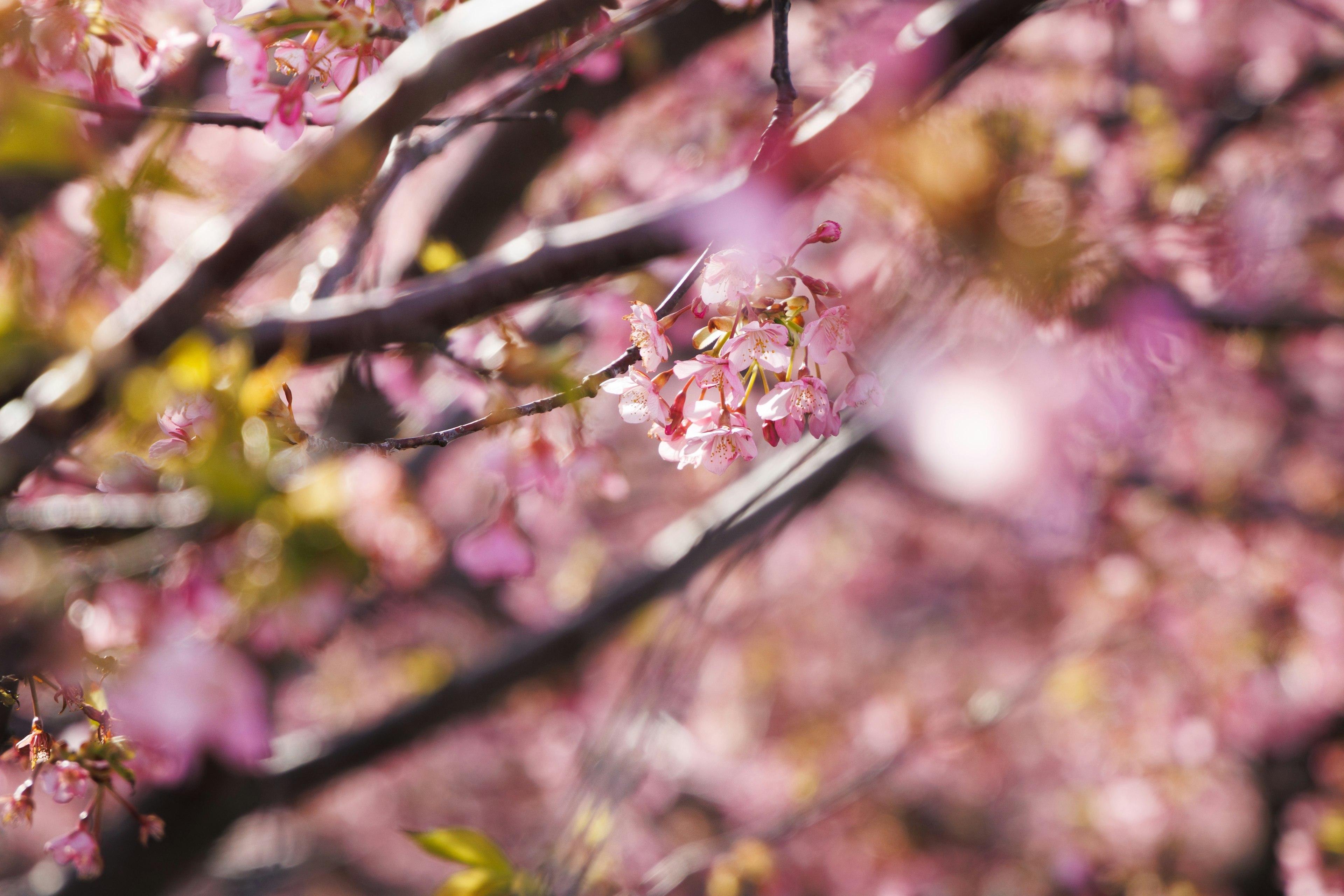 桜の花が咲いている枝のぼかし写真