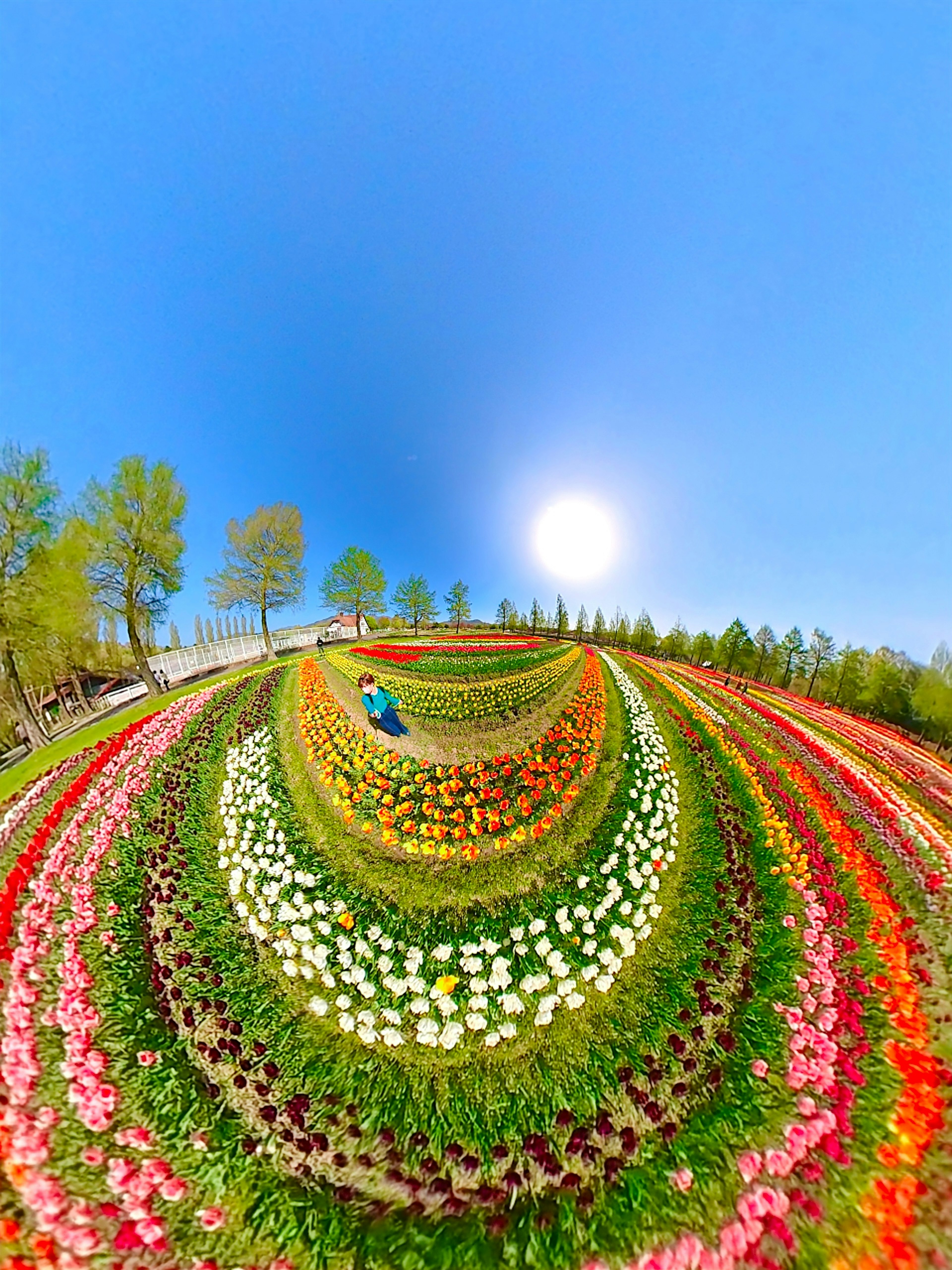 色とりどりのチューリップが咲く美しい花畑と青空の風景